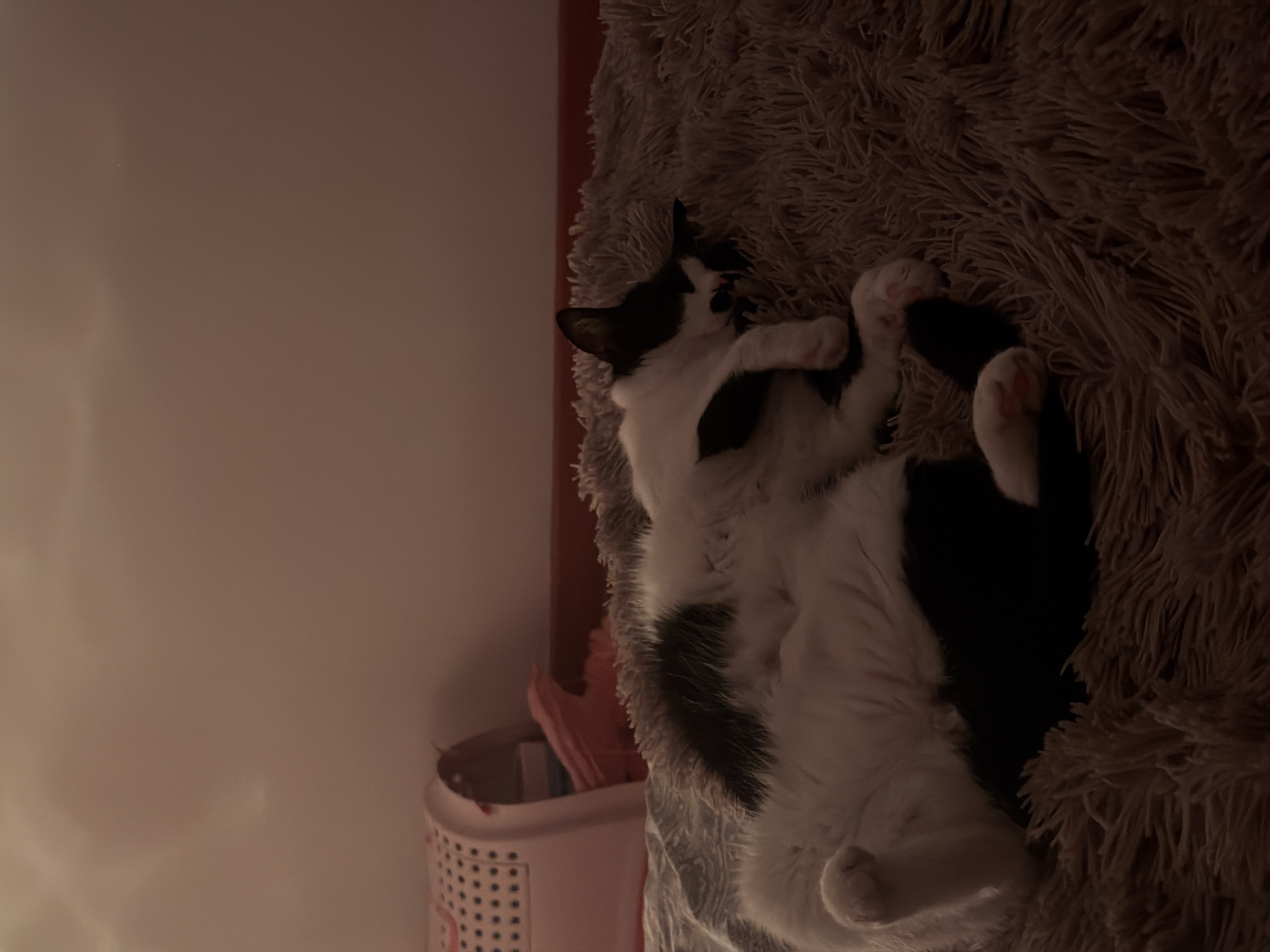 A black and white cat is sleeping on a light brown, fluffy blanket. A pink plastic basket with holes and a pink object inside sits to the left of the blanket. The left side of the image is a light beige wall. The location is not specified in the image and therefore cannot be determined.