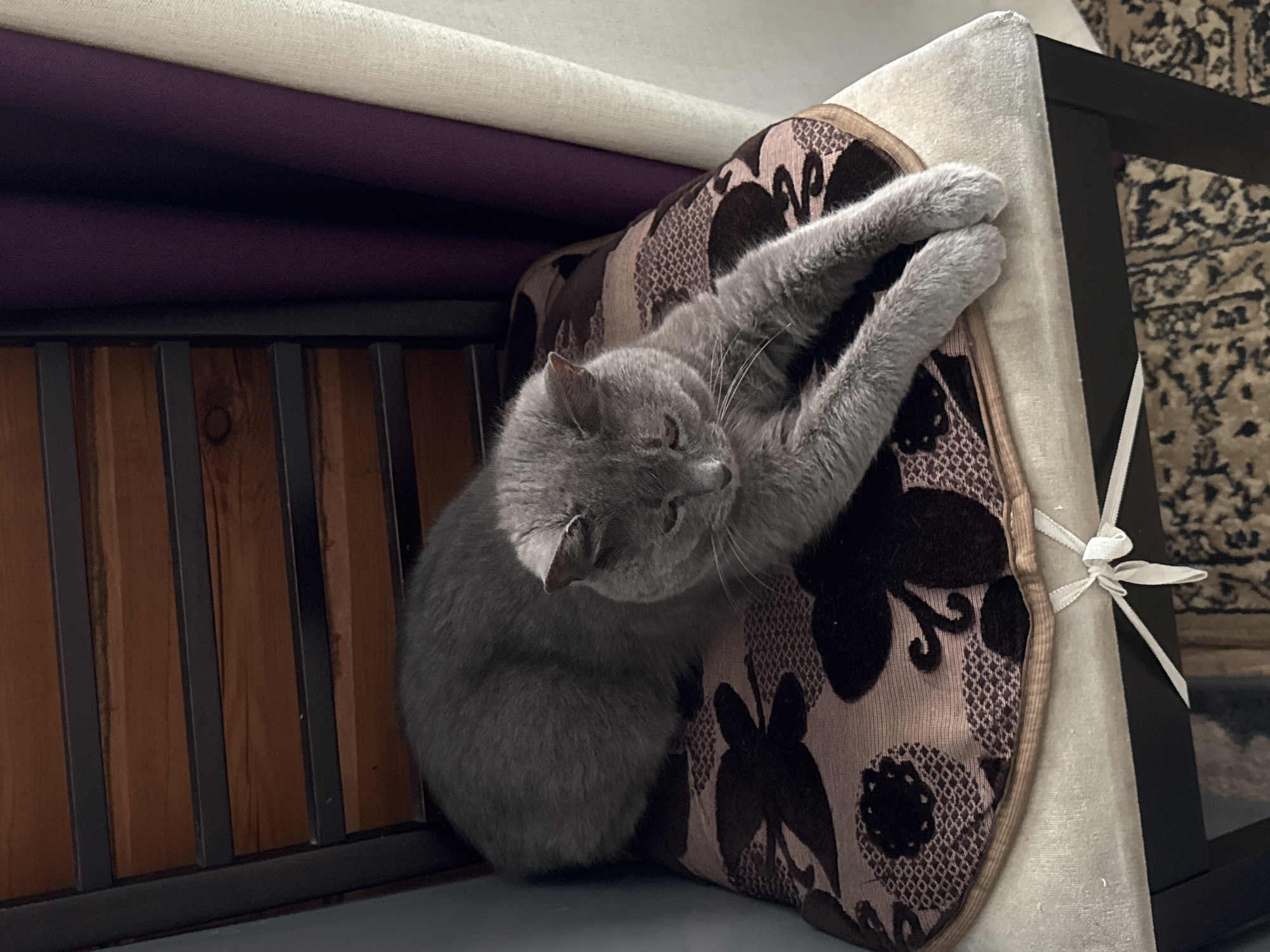 A gray cat is resting on a chair. The chair has a wooden frame and a padded seat with a floral pattern. The cat is lying on its stomach with its front paws extended. It has gray fur and yellow eyes. In the background, there are purple curtains and a wooden piece of furniture. The scene appears to be indoors.