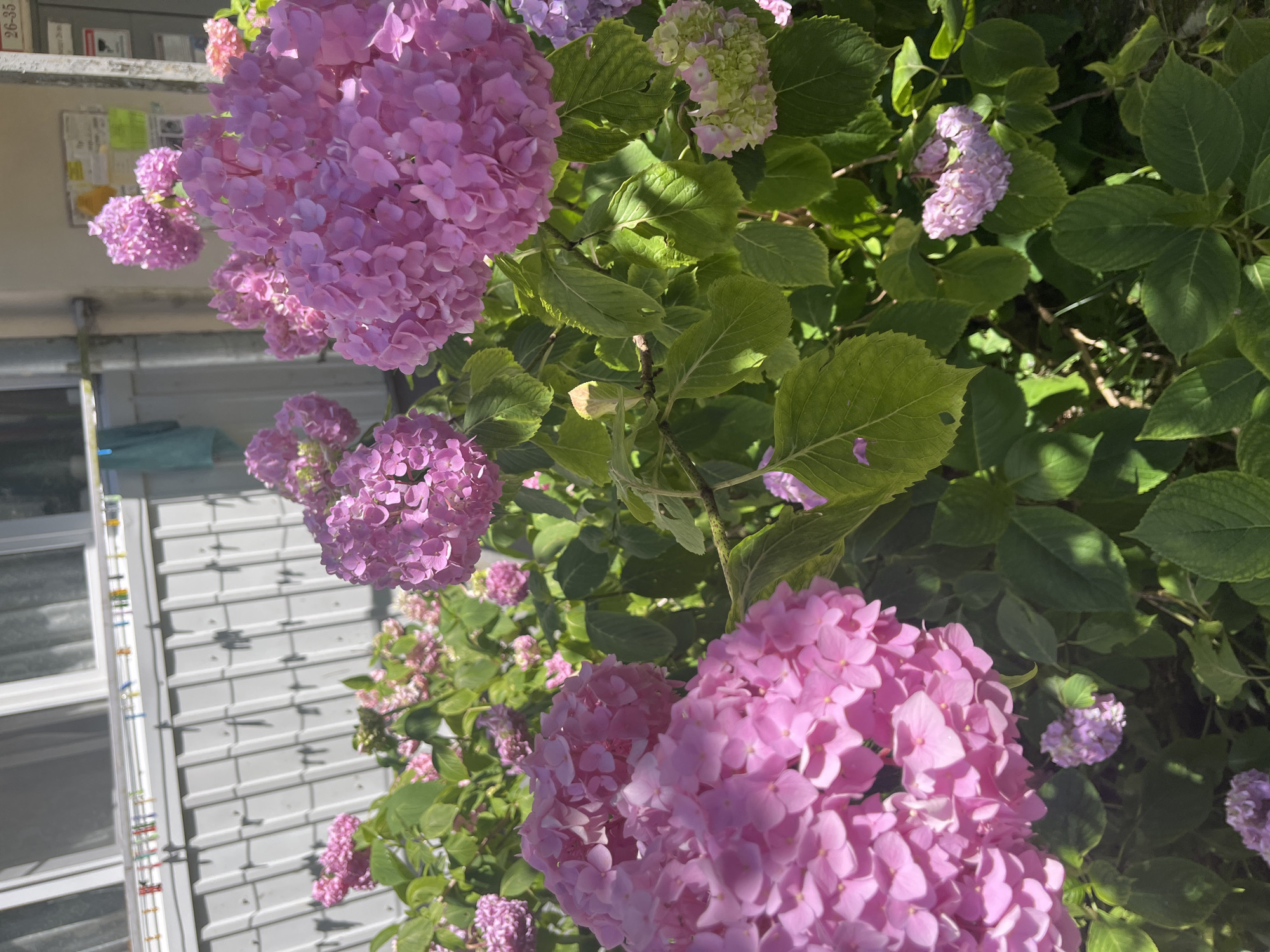 In Sochi, Russia, a close-up, eye-level shot captures a vibrant display of pink hydrangeas in full bloom. The hydrangeas are the primary subject, with large, rounded clusters of small flowers dominating the frame. Their color ranges from a soft pink to a more intense fuchsia, with some developing a slightly greenish hue at the edges. Lush green leaves provide a backdrop, creating a sense of abundance and natural beauty. In the background, a building with white corrugated siding and windows suggests an urban or suburban setting. A clothesline with colorful clothespins is visible, adding a domestic touch. The sunlight casts shadows, indicating it is daytime and the scene is outdoors. The focus is sharp on the flowers in the foreground, with the background elements slightly blurred, emphasizing the blossoms.