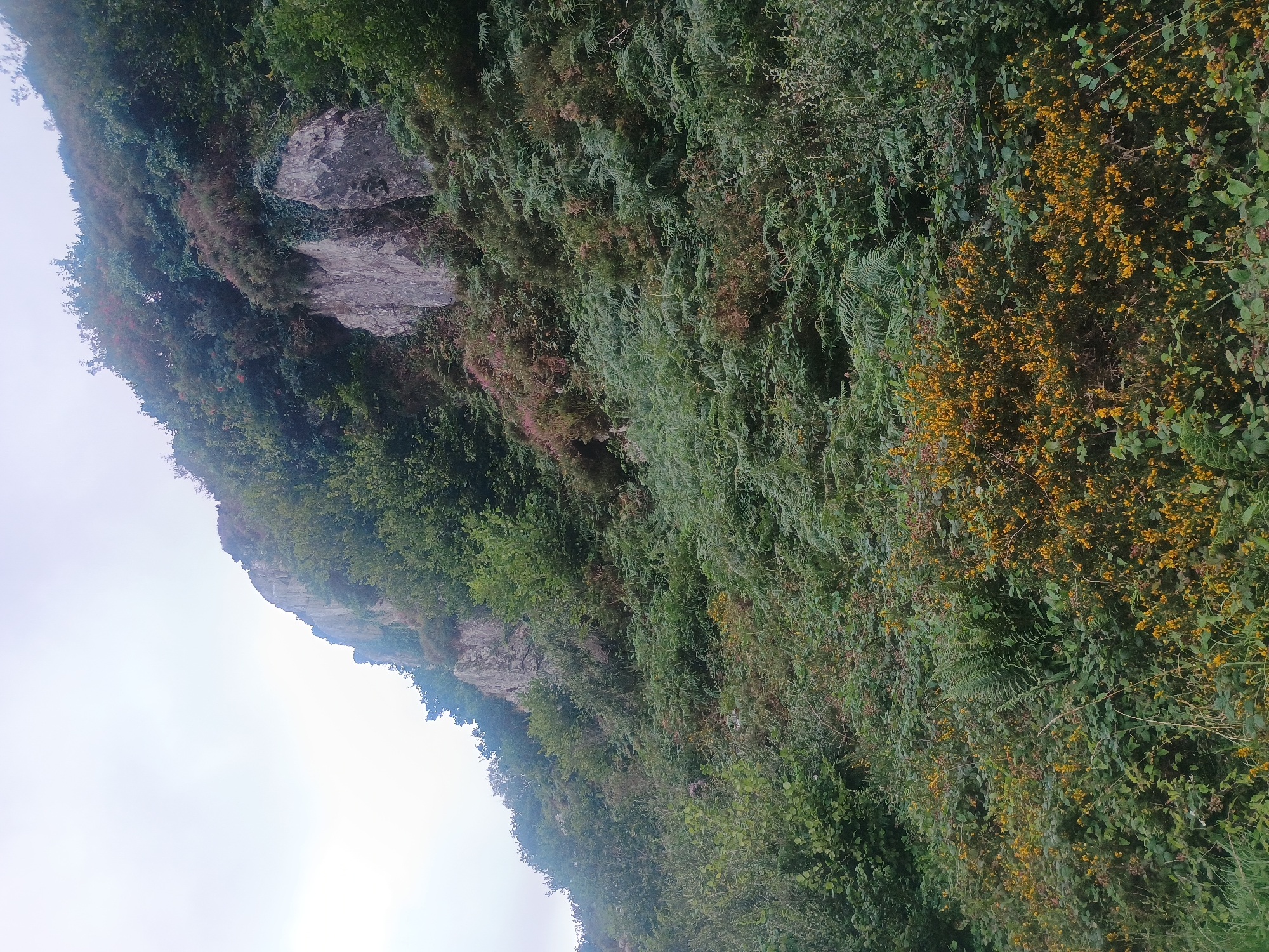 The image displays a steep, rocky hillside covered in dense vegetation. The foreground is dominated by a thick carpet of ferns and low-lying green shrubs, interspersed with clusters of small yellow flowers, likely gorse. The middle ground features more ferns, interspersed with patches of heather showing muted pinkish-brown tones. Two prominent grey rock formations jut out from the hillside in the mid-ground, partially obscured by the foliage. The background consists of the upper slope of the hill, densely packed with trees and shrubs, with the rocky cliff face visible in places. The sky above is overcast and pale. There are no people or animals visible in the image. The scene depicts a wild, untamed natural landscape.