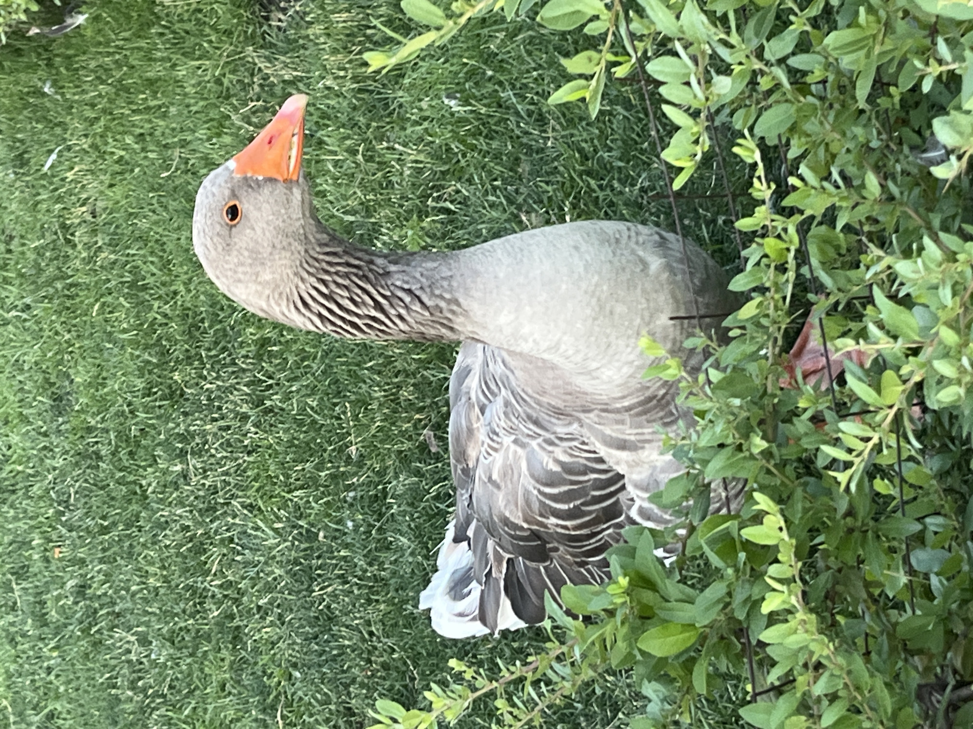 A goose stands in a grassy area partially obscured by green foliage. The goose is facing to the right, with its head turned slightly towards the viewer. It has gray and white feathers, a gray neck with dark stripes, and an orange beak and legs. The background consists of green grass, and some of the grass blades appear to be illuminated by sunlight. In the foreground, there are green leaves and branches. The scene appears to be outdoors in a natural setting, possibly a park or garden. There are no people or other animals visible in the image. The image does not contain any information that would suggest a specific location in the city of Dnipro, Ukraine.