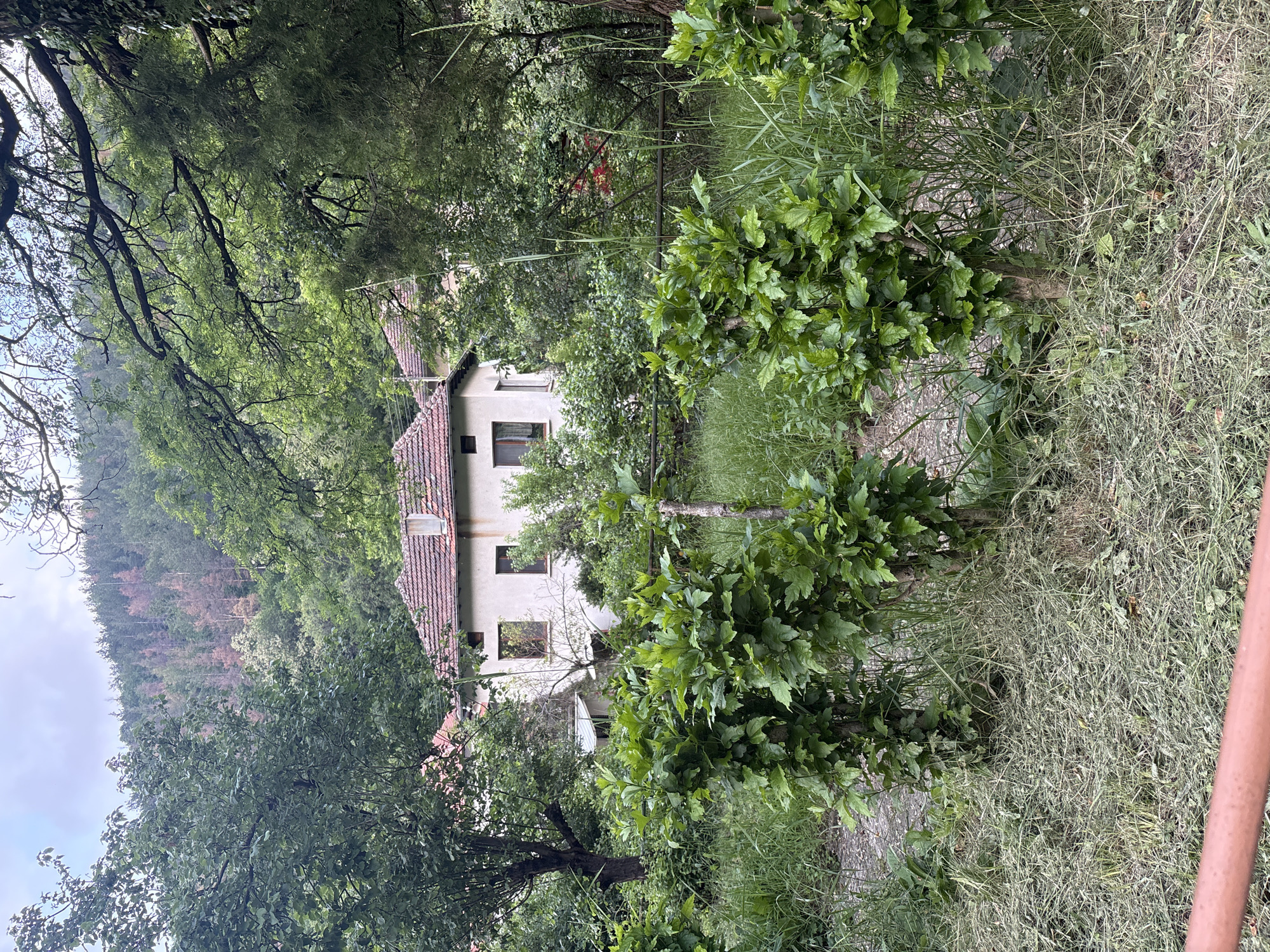 A daytime view of an overgrown, semi-rural scene in the city of Unknown, Unknown, under an overcast sky. The foreground features a reddish-brown railing along the bottom edge, followed by a ground cover of mowed and standing green grass. Three large, leafy green shrubs, possibly staked, rise vertically. A dirt path is partially visible behind them. In the midground, a light-colored, two-story house with a red tiled roof and a chimney is prominent, displaying dark-framed windows. A second similar house is partially visible to the left. Both houses are surrounded by dense green trees and bushes. A thin, dark fence is discernible between the shrubs and the houses. The background reveals a densely forested mountain, with scattered patches of reddish-brown, possibly dead, trees contrasting with the predominant green foliage. No people or animals are visible.