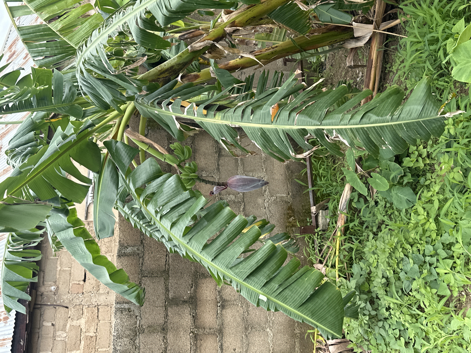 A banana plant with a visible banana flower hangs in the foreground, set against a backdrop of a brick wall and a corrugated metal roof. The plant features large, green banana leaves, some of which are tattered. Lush green vegetation covers the ground. The scene is likely located outdoors in a moderately vegetated area.