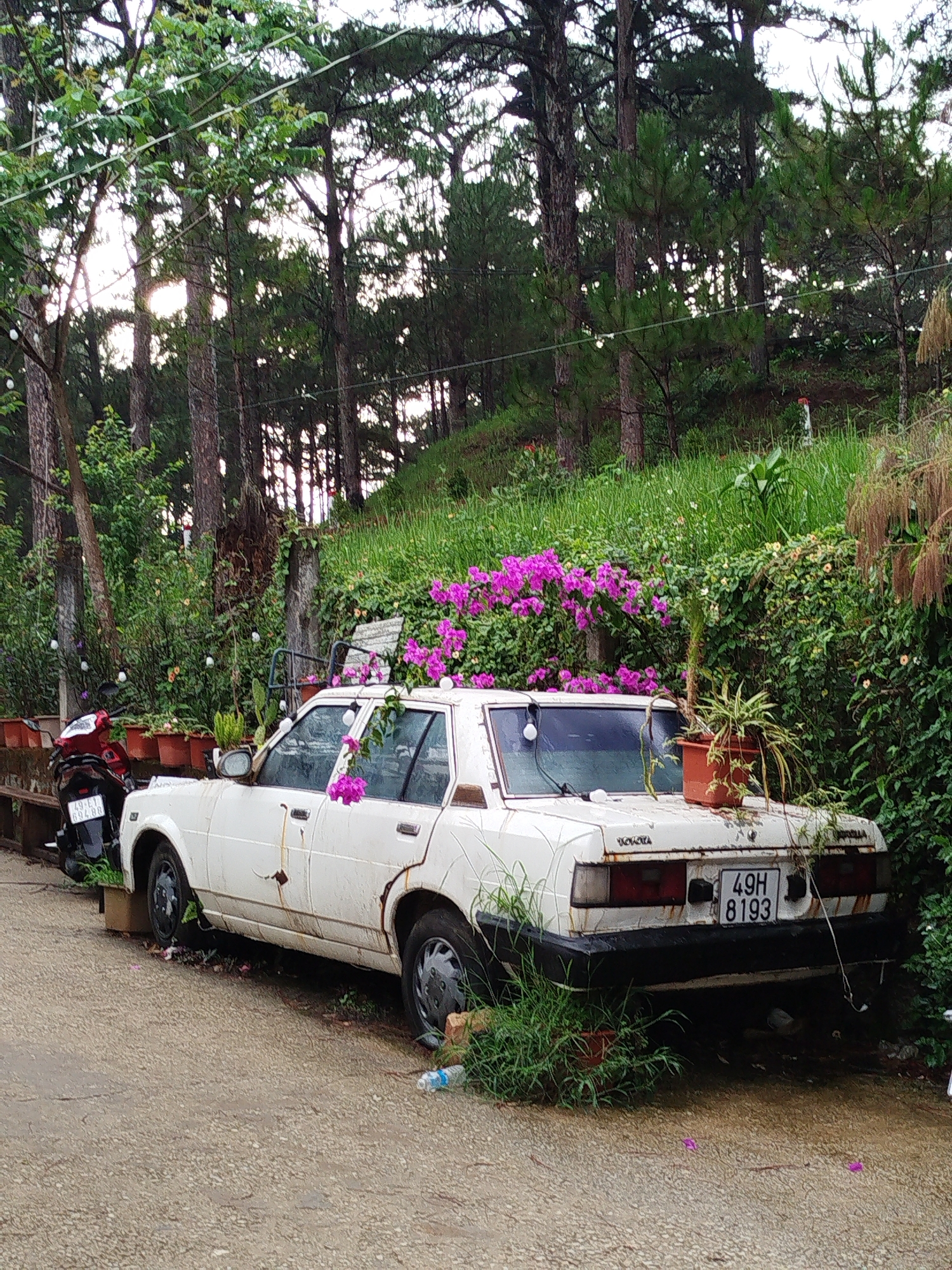 A white, heavily rusted Toyota Corolla with license plate "49H 8193" is parked haphazardly on a paved road in a lush, overgrown area, possibly in Da Lat, Vietnam. The car appears abandoned, with potted plants and bougainvillea flowers growing on its roof and hood. A motorcycle is parked nearby. The backdrop features a wooded hillside and an array of greenery and plants. The sky is overcast, indicating diffuse natural lighting.