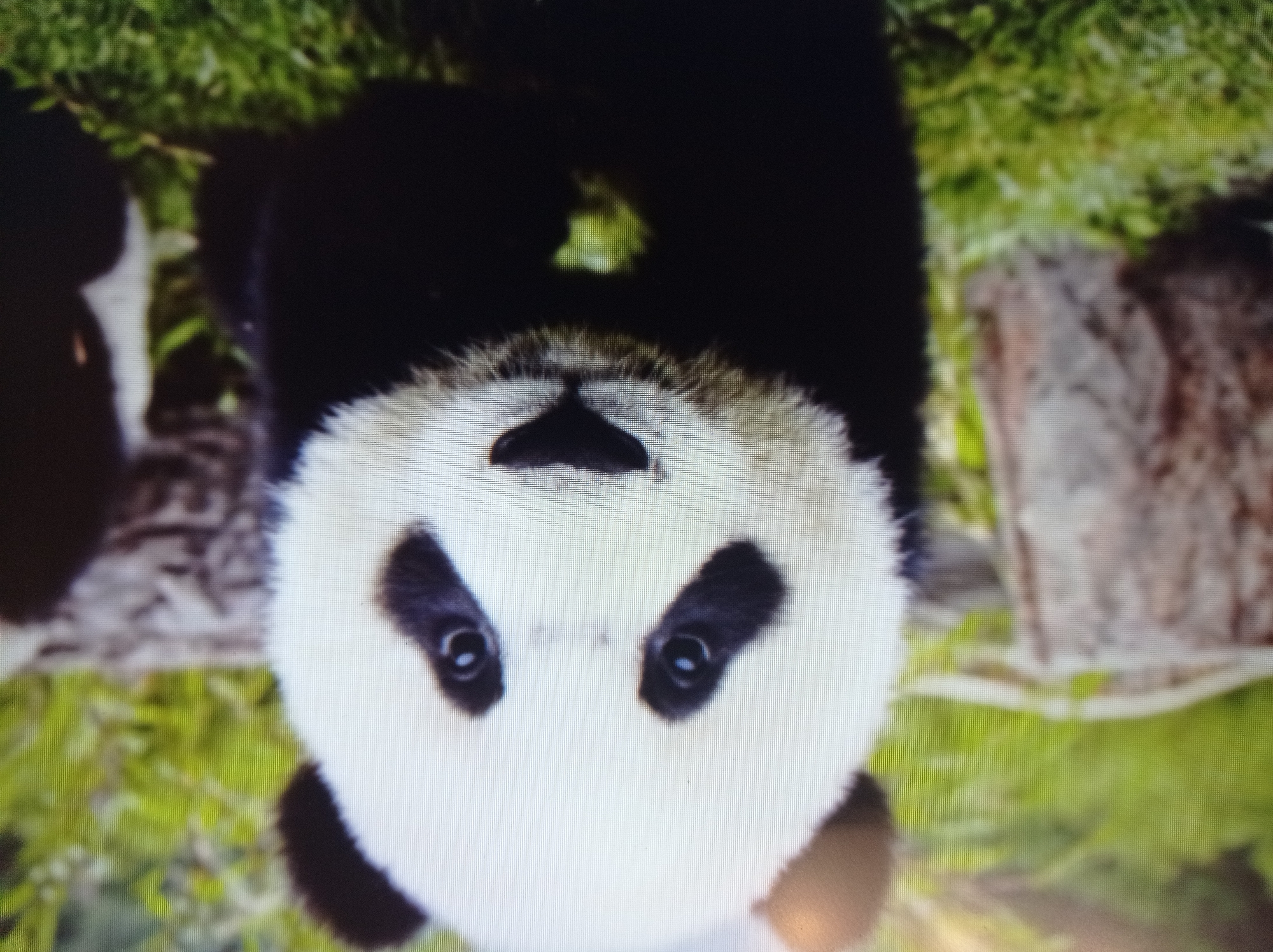 A close-up, low-angle shot shows the face of a giant panda. The panda's fur is black and white, and its eyes are dark circles with blue irises. The panda's nose is black, and its mouth is a slight curve. The panda is sitting on a grassy area with some rocks in the background. The image is blurry and pixelated, suggesting it was taken with a low-resolution camera or from a distance. There is no indication of the city of Mukachevo, Ukraine, in the image.