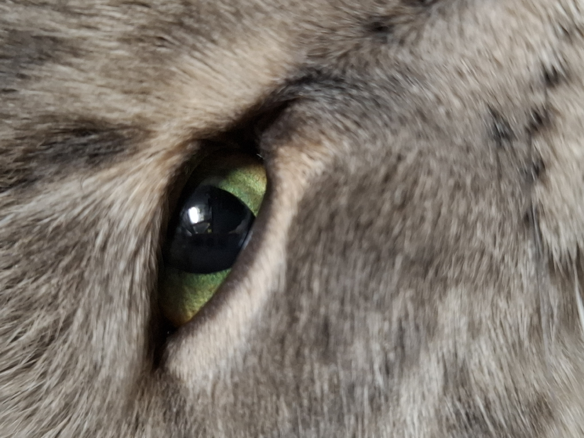 The image is a close-up of an animal's eye, likely a cat or a similar feline. The eye is green with a black pupil. Fur surrounds the eye; the fur is gray and brown in color. The location is unknown and cannot be determined from the image alone, and there is no way to ascertain it is in Novi Sad, Serbia.