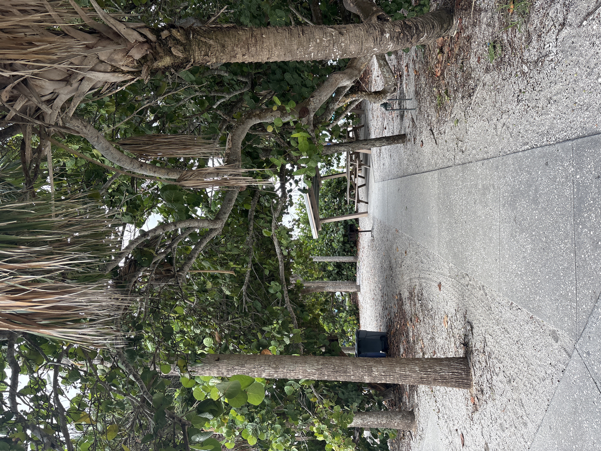 The image depicts a sandy area with a paved walkway leading towards a picnic shelter. The shelter is a wooden structure with a roof and contains picnic tables. The area is surrounded by lush green trees and palm trees with brown fronds. A dark green trash can is visible near the left side of the walkway. The ground is covered in sand and small shells, with some dry leaves scattered around. The scene appears to be a park or recreational area, likely in a coastal or tropical location. The provided context suggests the location is in Englewood, United States.