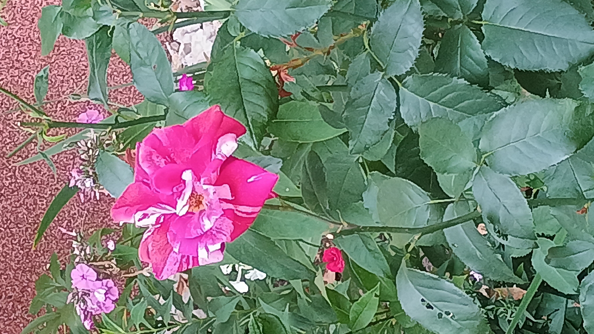 A close-up, vertical shot captures a vibrant, multi-colored rose bloom at the forefront. The rose, with its striking pink and white striped petals, is the primary subject. Surrounding the rose are numerous green leaves, some showing slight imperfections like small holes or ragged edges, indicative of natural growth. In the background, a textured wall with a reddish-brown hue provides a contrasting backdrop. To the left of the main rose, a cluster of smaller, light purple flowers adds a secondary splash of color. A single, small, deep red rose bud is visible lower down on the right side of the frame, near the base of the main rose's stem. The scene appears to be an outdoor setting, likely a garden or public space, within the city of Sokolov, Czechia. The lighting suggests it is daytime, with soft illumination illuminating the floral subjects.