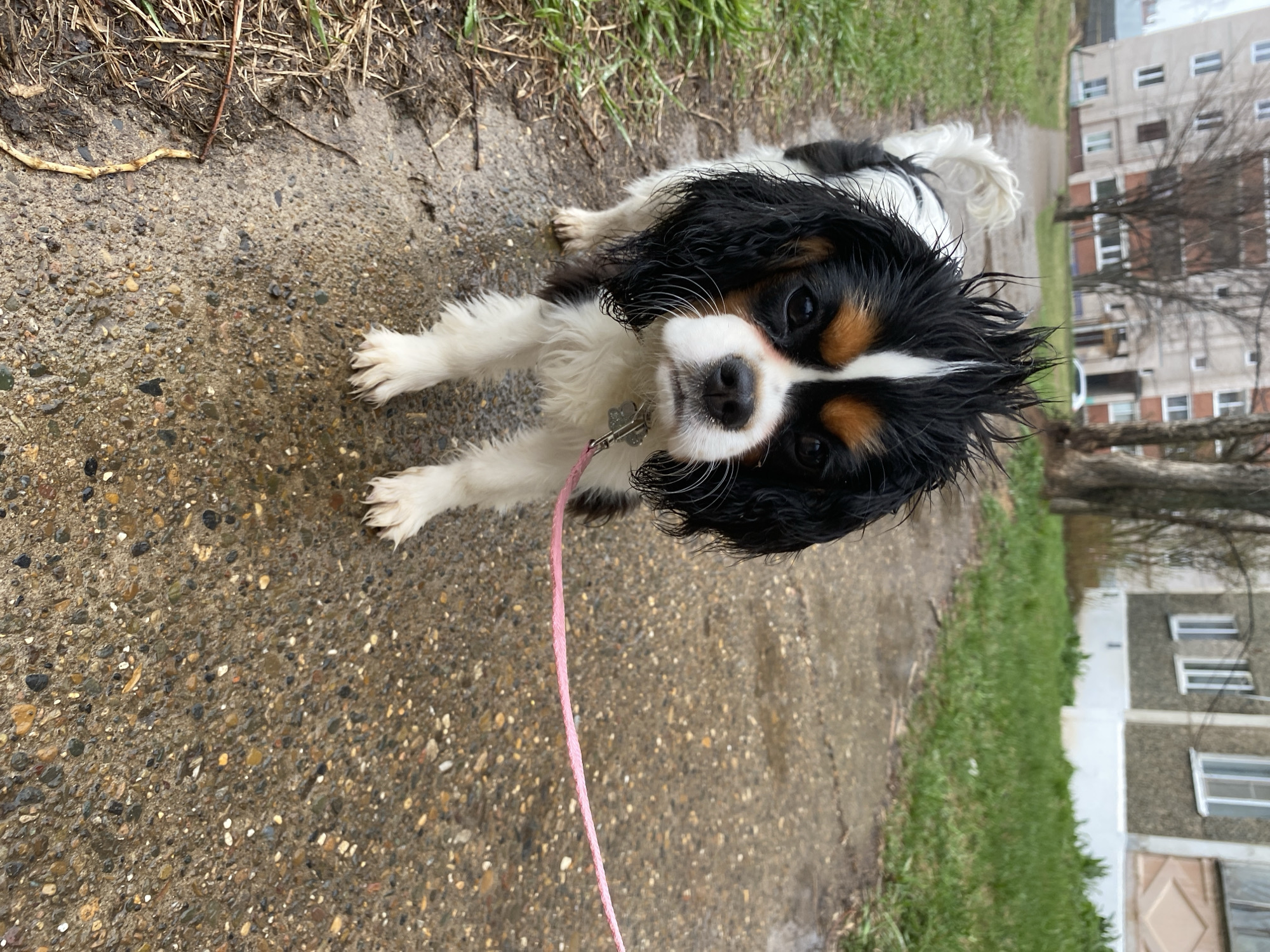 A tricolor Cavalier King Charles Spaniel is standing on a wet concrete walkway, likely in a city park of Unknown, Unknown, based on the urban setting. The dog, predominantly black, white, and tan, has a pink leash attached to its collar. The walkway is bordered by grass on the right side and a mixture of grass and dirt on the left. In the background, a multi-story building with multiple windows is visible through bare trees. The sky appears overcast, suggesting it might have recently rained or be drizzling.