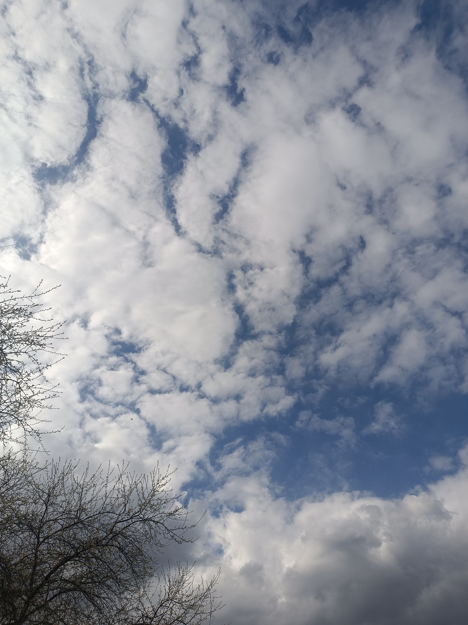 The image presents a sky dominated by a varied cloudscape. The upper and central portions feature white, textured clouds, possibly altocumulus or cirrocumulus, forming intricate, somewhat wavy patterns against a vibrant blue sky. Patches of clear blue are visible between these formations. Towards the lower right, the clouds appear denser and darker grey, suggesting thicker cumulus formations, with their undersides hinting at more substantial cloud cover.
In the lower left and extending along the left edge, the silhouetted, bare branches of deciduous trees frame the sky. These trees appear to be in early spring, as their intricate branch structure is visible without full foliage. A tiny, dark speck, likely a bird or insect, is discernible in the mid-left portion of the sky, high above the trees.
The scene captures daytime lighting conditions, with bright natural light illuminating the clouds. The mix of clear sky, bright white clouds, and darker grey clouds suggests a dynamic weather pattern, common in a temperate climate like Chaikovsky, Russia, during early spring. No specific activities or visible text are present.