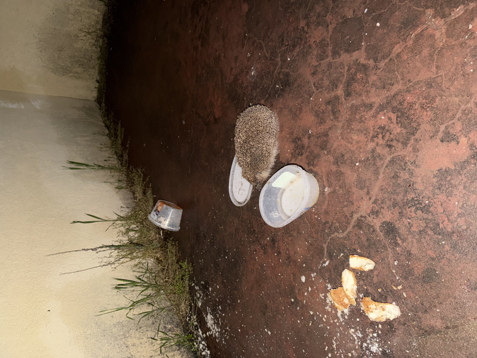 The image depicts a European hedgehog observed at night in what appears to be an outdoor, semi-enclosed space in Sofia, Bulgaria. The main subject, a small, brownish-gray hedgehog with prominent spines, is positioned on a dark reddish-brown, cracked ground surface, possibly concrete or paving.
The hedgehog is situated between two translucent plastic containers. One is upright, holding a white liquid, likely milk, while the other is an inverted lid or empty container. A third, similar inverted container is visible further to the left, near a wall. Several pieces of white bread and scattered white crumbs or particles are strewn on the ground to the right of the hedgehog, suggesting it is being fed. The hedgehog's head is oriented towards the container with liquid, indicating it might be drinking or attempting to.
The scene is illuminated by artificial light, consistent with nighttime conditions. Along the base of a light beige or off-white wall, which forms a corner with another wall, there is a growth of green grass and weeds. The walls appear somewhat discolored or damp near the ground. No discernible text is visible on any objects in the frame.