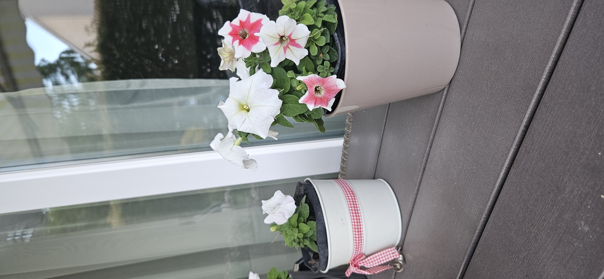 The image depicts a close-up view of potted petunias on a dark, textured deck surface, likely outdoors. Two planters are visible. The planter on the left is a light-colored metal bucket adorned with a red and white checkered ribbon tied in a bow, with two small bells attached. It contains a single light pink petunia. To the right, a larger, beige ceramic pot holds a bouquet of petunias, some white and some with pink and white starburst patterns. The background shows a blurred reflection in a window, hinting at greenery and a building. The scene appears to be a decorative arrangement, possibly on a balcony or patio. The image does not provide any specific indicators of location within Hévíz, Hungary.