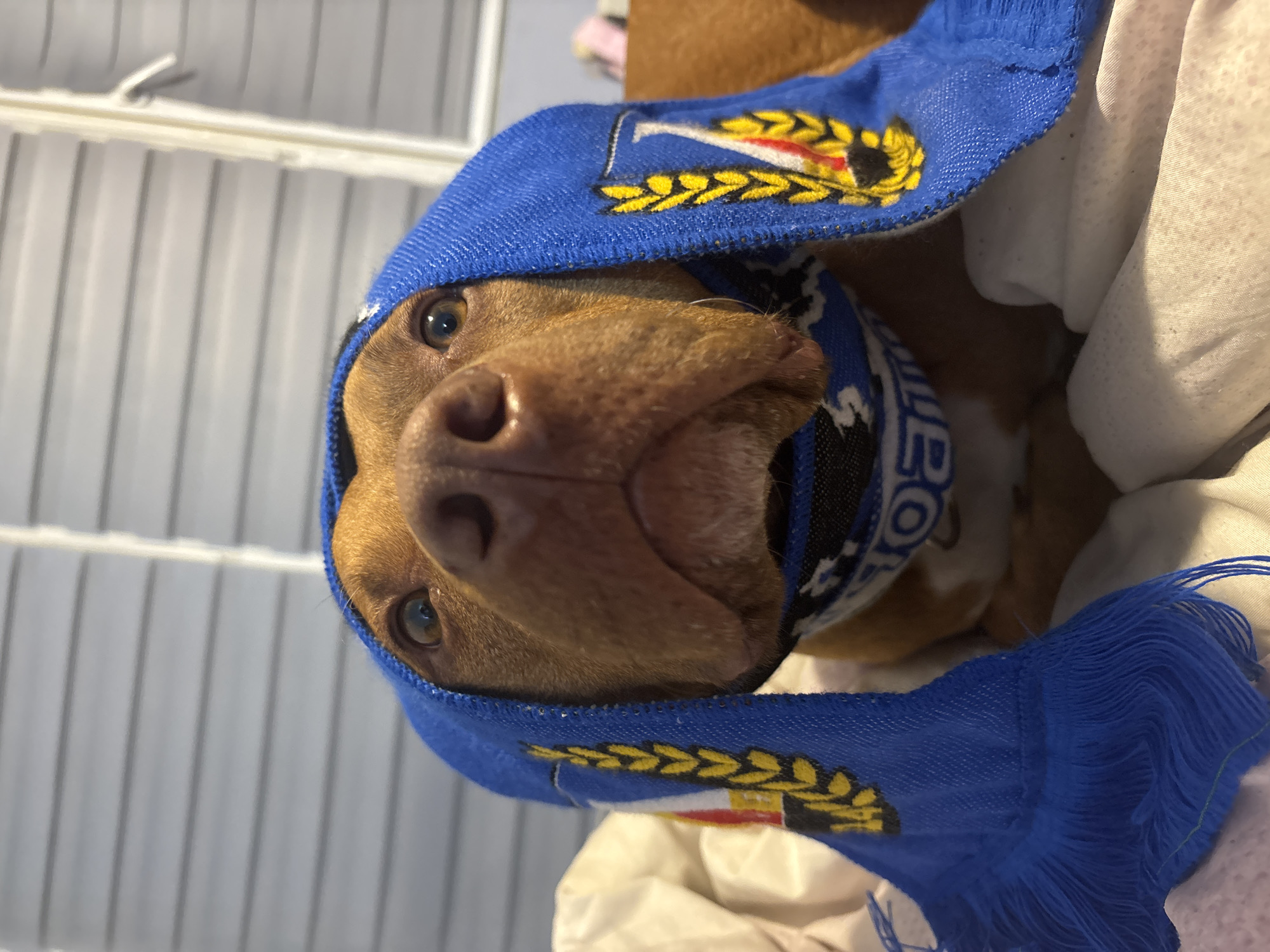 A brown dog is wearing a blue scarf adorned with the logo of the PFC Levski Sofia soccer club. The dog's face is in the foreground, while the scarf is draped over its head. The background shows a white wall or surface. The image was likely taken indoors. Given the scarf's logo, the photo may have been taken in Sofia, Bulgaria, the city where PFC Levski Sofia is based.