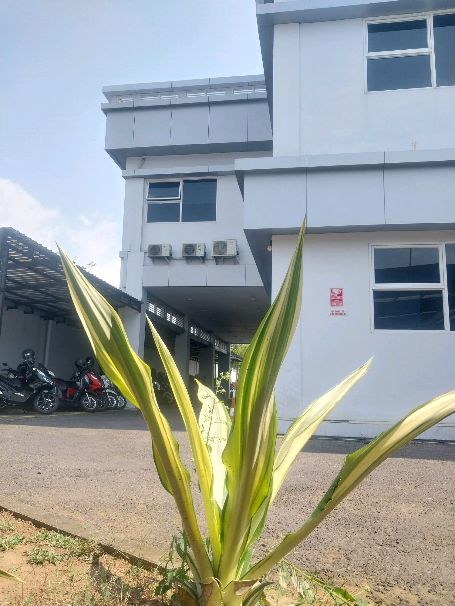 This is a medium shot, eye-level, outdoor, daytime, daylight photograph taken in the city of Sleman, Indonesia. The scene depicts the exterior of a modern building with a white and gray facade. The building has several windows, some of which are dark, suggesting they are tinted or reflecting the sky. Air conditioning units are mounted on the exterior wall. A red and white sign is visible on the wall, indicating "PERHATIAN" (Attention), "CCTV 24 JAM" (CCTV 24 Hours), and "NO SMOKING".
In the foreground, a large variegated plant with long, sword-like leaves in shades of green and yellow dominates the lower part of the frame. The plant appears healthy and vibrant.
Behind the plant, a paved area resembling a parking lot is visible. Several motorcycles, including a black scooter and a red scooter, are parked under a covered structure with a sloped roof supported by pillars. The motorcycles have helmets on their seats. The ground is asphalt with some patches of dry grass and dirt along the edges. The sky is light blue with some scattered clouds. The overall impression is of a clean, well-maintained commercial or office building area.