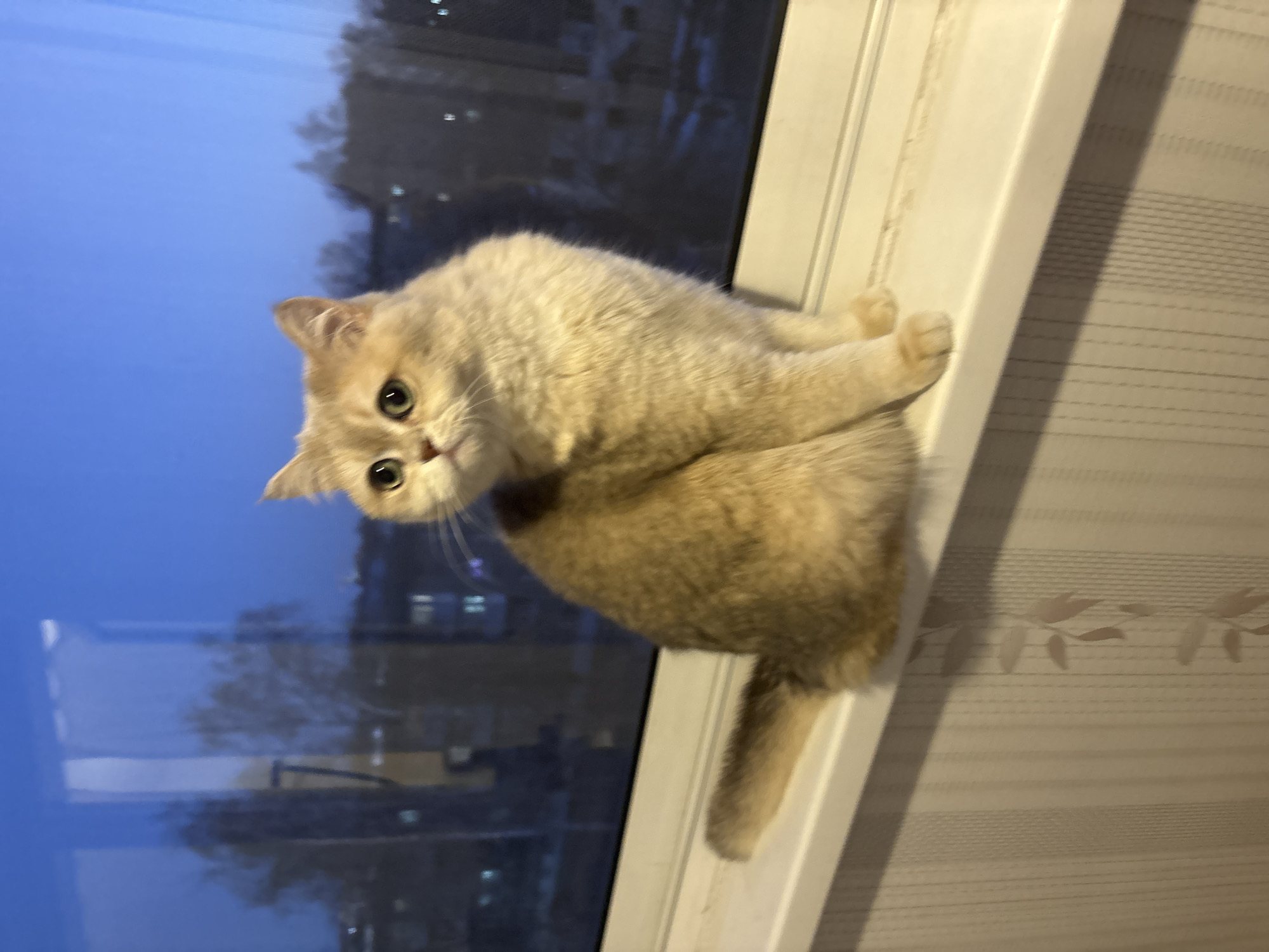 A light brown cat is sitting on a windowsill, looking into the camera. Outside the window, buildings are visible, suggesting an urban environment, potentially in Chaikovsky, Russia. The interior has a white windowsill and patterned wallpaper.