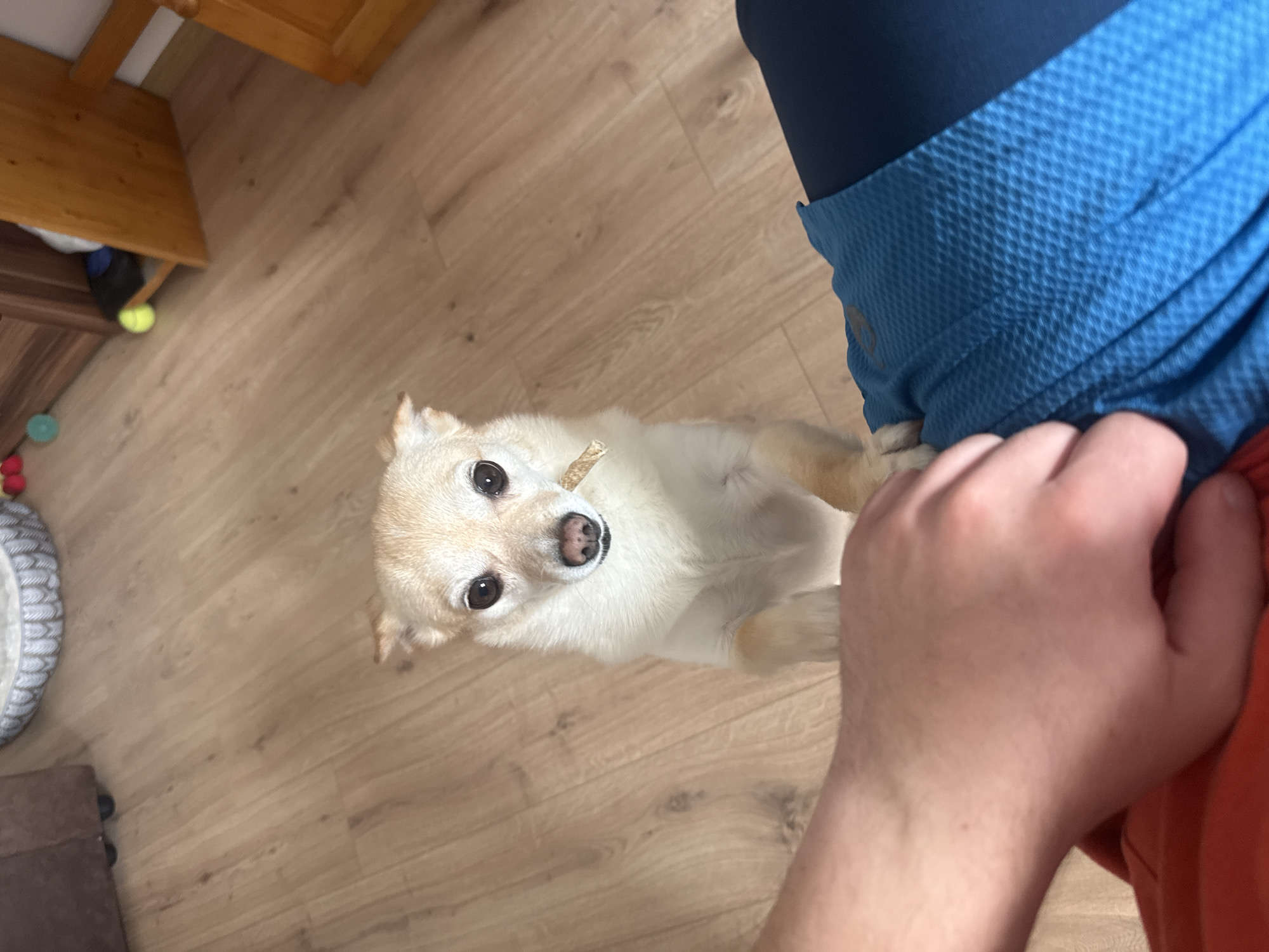 An interior scene depicts a light-colored small dog, possibly a Chihuahua mix, standing upright on its hind legs on a light brown wood-grain laminate floor. The dog, positioned centrally, faces the camera with dark, alert eyes and a black nose, holding a light brown cylindrical treat or chew stick in its mouth, protruding from the left side.
In the immediate foreground, entering from the bottom left, is the lower portion of a person's left arm and hand. The hand rests on what appears to be the person's lap, covered by blue athletic shorts featuring a textured, possibly mesh pattern on the right side, and a red fabric garment on the left.
The background reveals a residential environment. To the left, a portion of a dark brown upholstered armchair or sofa on casters is visible, alongside a gray and white patterned pet bed. To the right, dark brown wooden furniture, possibly a cabinet or dresser, is partially visible, with a lighter wooden table or chair element next to it. Several small items are scattered on the floor in the background, including a green ball, a yellow tennis ball, and red spherical objects.
The scene captures an interaction where the dog is in an expectant or begging posture, holding a treat, in proximity to the human occupant of a dwelling in Sofia, Bulgaria.