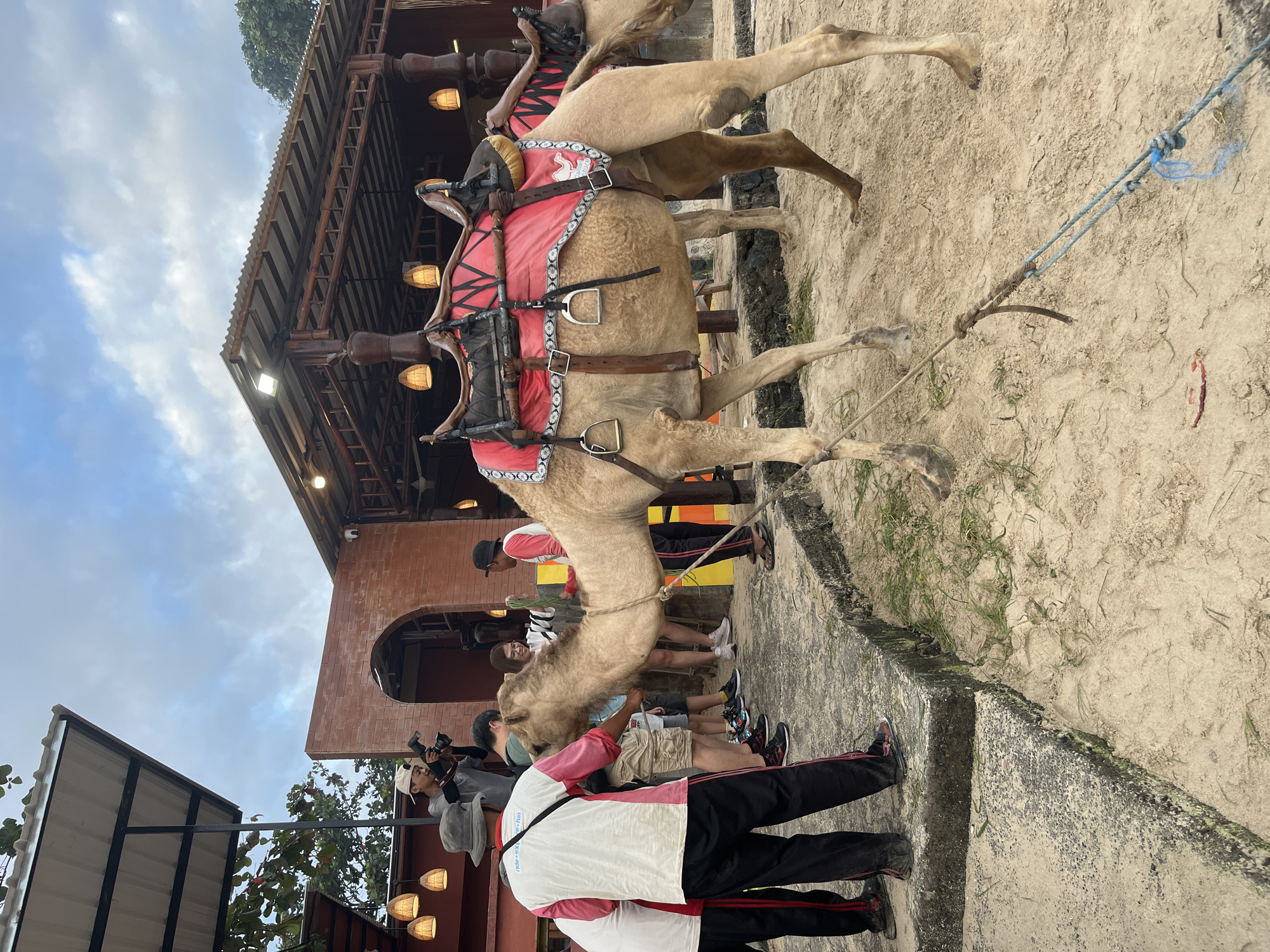 In Kuta, Indonesia, a group of people stand on a raised concrete platform next to a sandy area where a camel is being led. A man wearing a white shirt with "ride express fun" printed on it is interacting with the camel. Another person in a white shirt and black pants stands beside him, and a third person in a red and white shirt and black pants is also near the camel. A woman in a white shirt is feeding the camel, holding green leaves. A man with a camera is positioned behind the people. The camel has a red saddle with intricate white trim. In the background, there is a building with a corrugated roof, exposed wooden beams, and hanging light fixtures. The sky is cloudy.