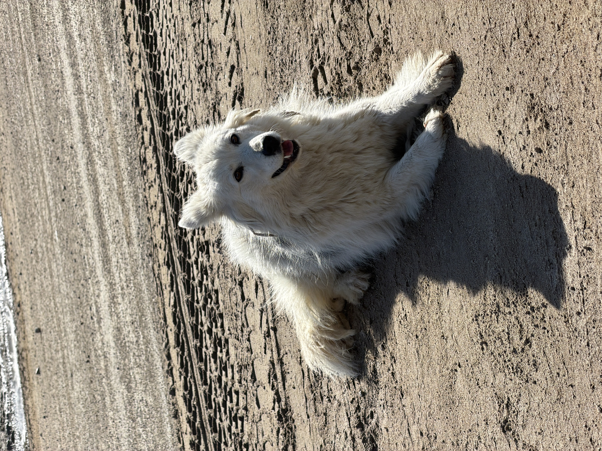 A white dog is lying on a concrete surface, possibly a sidewalk or road. The dog is positioned on its back, with its paws in the air, and it has its mouth open as if smiling or panting. The concrete surface has variations in texture and color, appearing worn or aged. A shadow from the dog is cast to the right. The background shows a different surface, possibly asphalt, with tire tracks visible. The environment seems to be outdoors in daylight.
The location of Noviy, Russia is not evident in this photograph.