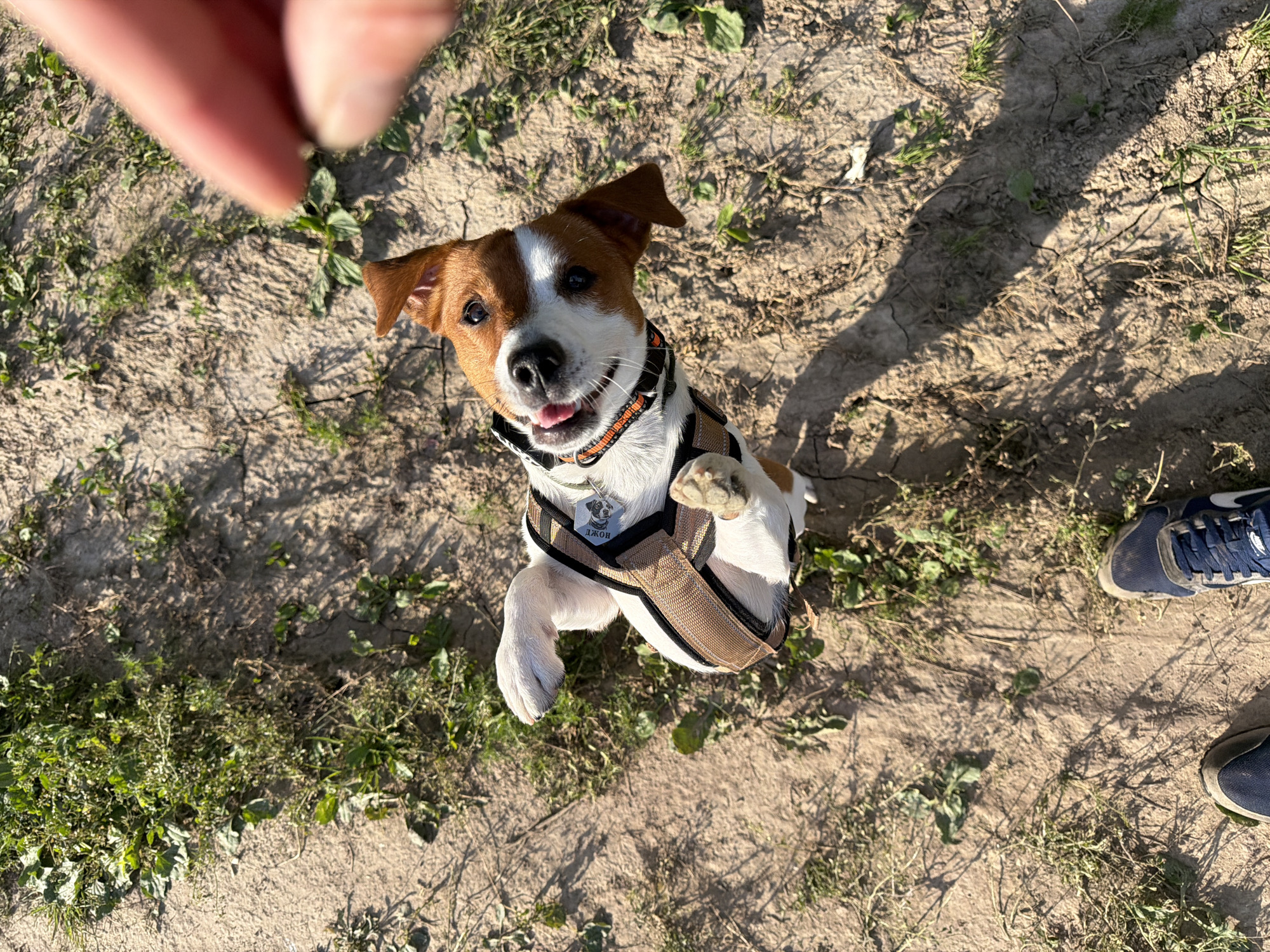 The image shows a Jack Russell Terrier in a park, looking up at the camera with its front paws raised as if begging for a treat. The dog is wearing a harness with a tag that has the Cyrillic text "ДЖОН" on it. A person's hand is visible in the upper left corner of the image, holding what appears to be a small treat, suggesting the dog is being offered something. The ground is dry and dusty, with patches of grass and weeds, indicating a warm, dry day. The lighting suggests it is daytime, likely late afternoon due to the long shadows cast across the ground. The setting appears to be a park or an outdoor recreational area in Moscow, Russia. The dog's expression is one of eager anticipation and happiness. The overall mood is playful and positive. The image is taken from a high-angle perspective, looking down at the dog. Blue athletic shoes are visible in the lower right corner of the frame.