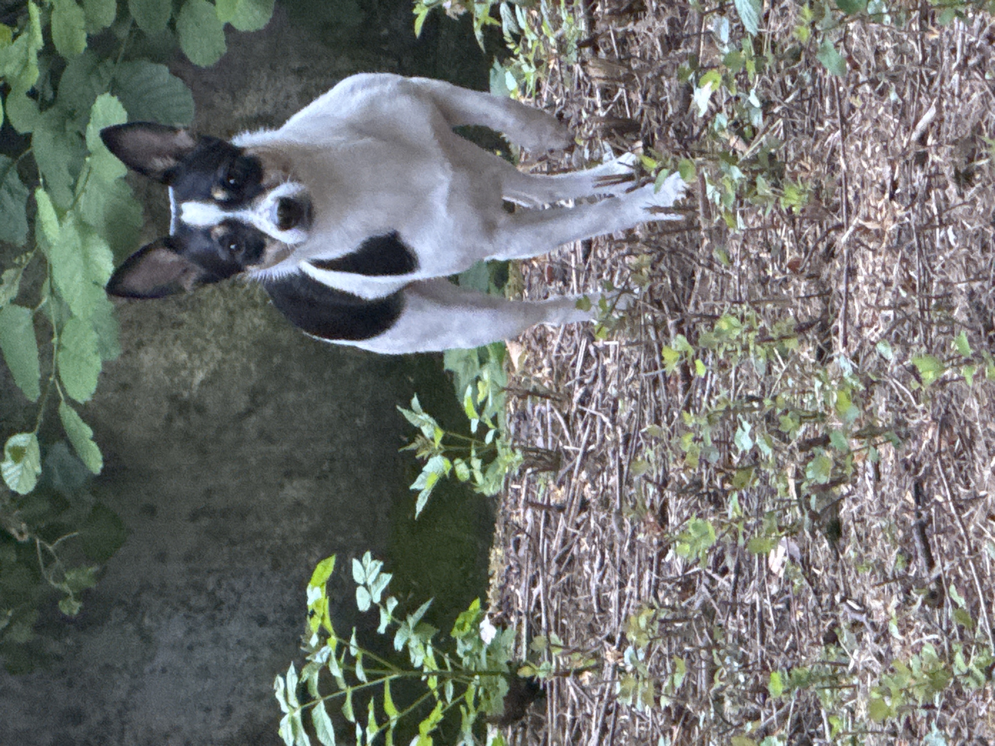 A small black and white dog stands on a forest floor covered in dried leaves, twigs, and small green plants. The dog is facing the camera with its ears perked and its mouth slightly open. Behind the dog, a large, gray, textured rock is visible, partially covered by green leaves. The lighting suggests an outdoor, shaded environment, possibly a park or wooded area within the city of Schopfheim, Germany. The scene is static, with the dog as the primary subject.