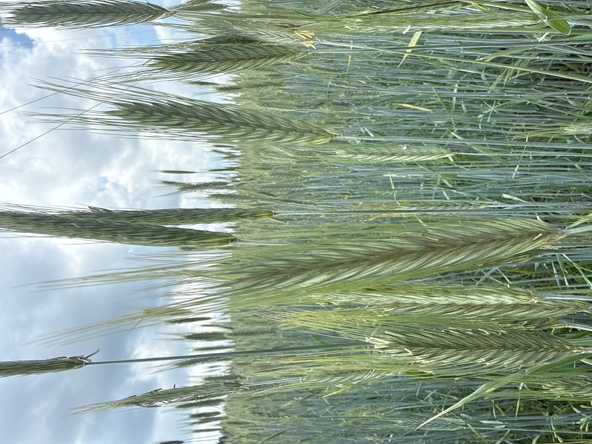 The image shows a field of green grain stalks under a cloudy sky. The stalks are tall and dense, with some individual heads of grain visible in the foreground. The sky is overcast with patches of blue sky visible. The location is identified as Verkhne-Pozim', Russia. There are no people or animals visible in the image.