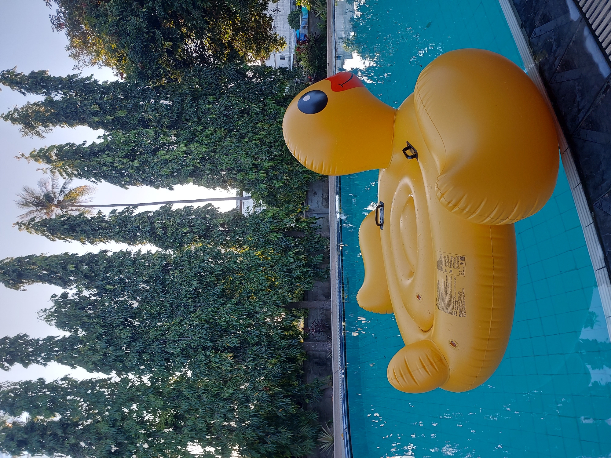 An inflatable yellow duck raft floats in a swimming pool. The raft has black eyes and an orange beak. The pool is surrounded by a tiled edge and a dark gray border. Behind the pool, a row of tall, slender trees with dark green foliage stands against a clear blue sky. Further in the background, other trees and buildings are visible. The scene appears to be outdoors in a sunny location. The location is Baan Mae Nam, Thailand.