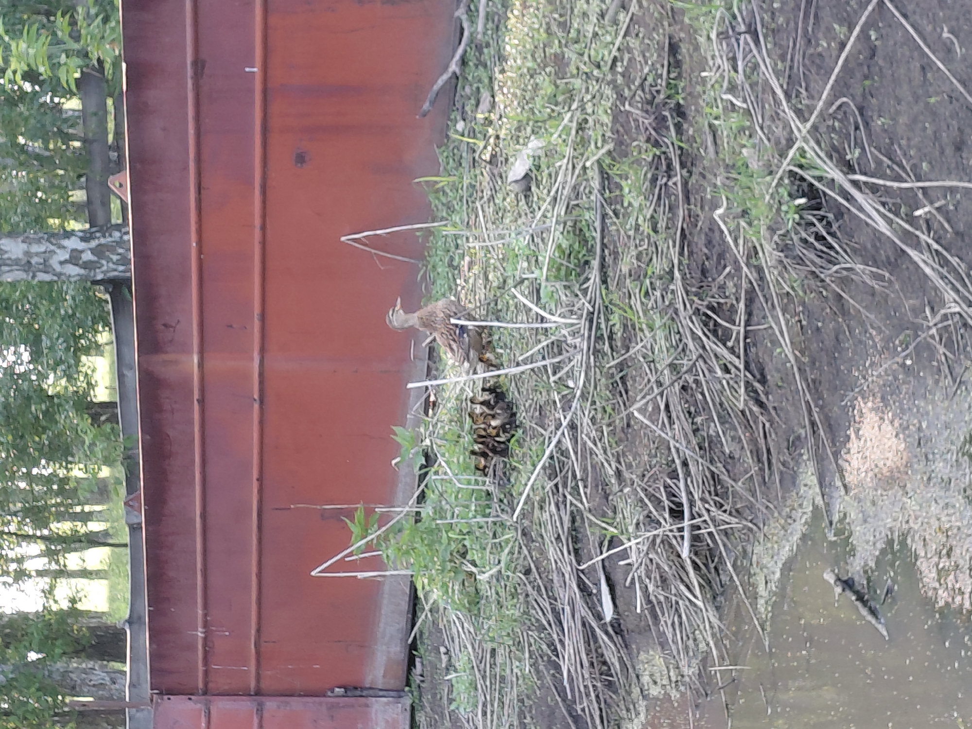 A mother duck and her ducklings are gathered on the grassy bank of a body of water, with a large, weathered, reddish-brown industrial fence behind them. The fence appears to be made of corrugated metal sheets and has horizontal support beams. The ground is covered with dry grass, twigs, and some scattered green foliage. The water in the foreground is murky and reflects the surrounding environment. Trees and foliage are visible in the background, suggesting an outdoor, possibly semi-rural or industrial area. The scene captures a moment of nature amidst a man-made structure. The specific location in Novosełovo, Russia, is indicated by the context provided.