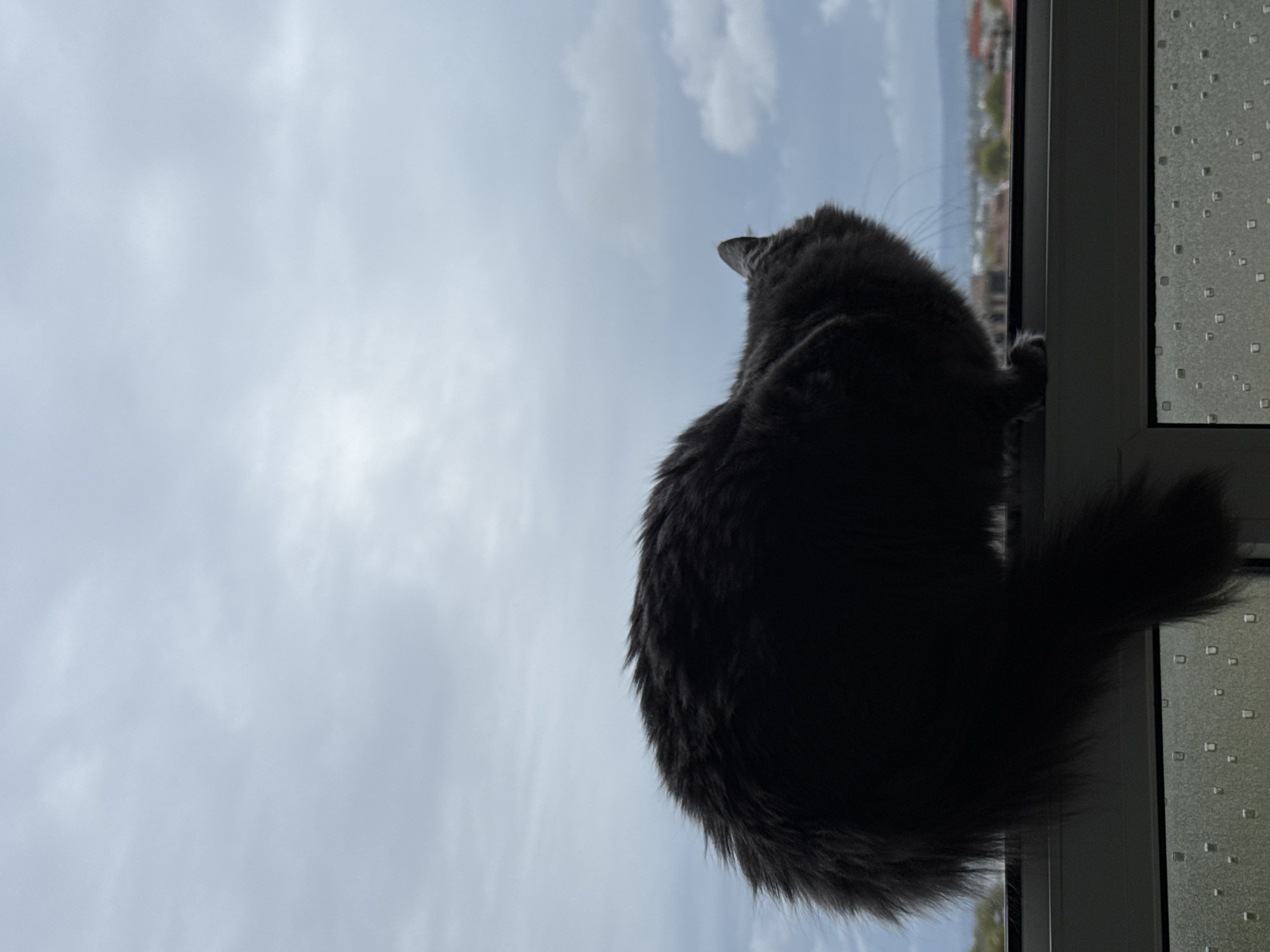 A fluffy, dark-furred cat is captured in silhouette, perched on a window ledge and looking intently outwards and upwards. The cat's back is to the viewer, highlighting its dense fur and bushy tail, which curves slightly to the right. Its head is tilted, suggesting focus on something beyond the window frame. A glimpse of the cat's left paw is visible, resting on the window sill or frame.
The background is dominated by a bright, cloudy daytime sky, with patches of lighter blue peeking through the soft white clouds. To the right of the cat, a window frame is visible, separating the clear pane the cat is looking through from an adjacent window panel that features a textured, patterned glass, possibly frosted or decorative. Beyond the window, a distant, blurry view of an urban or suburban landscape can be discerned, showing buildings and some greenery, consistent with a location like Varna, Bulgaria. The overall impression is one of a calm, watchful cat observing its surroundings from a window. There is no visible text in the image.