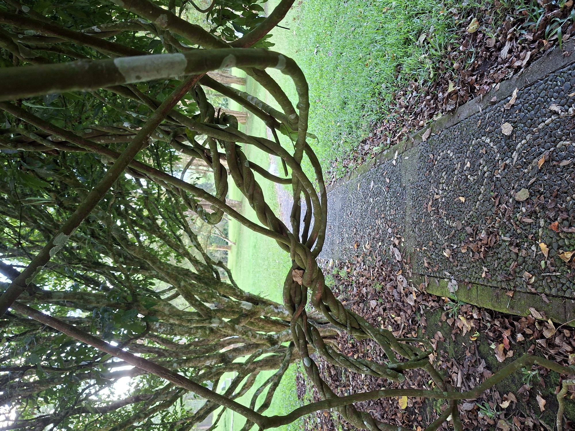 The image shows a view of a tree with many intertwined branches, possibly vines, partially obscuring a paved path. The path is made of small, dark stones, and is bordered by grass. Some fallen leaves are scattered on the path and grass. The scene is characterized by natural elements and a constructed pathway, suggesting a park or garden setting. The location is Baturiti, Indonesia.