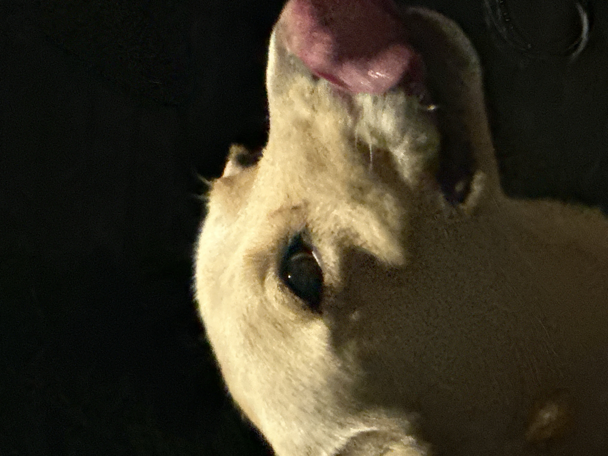 A close-up, side profile image shows the head of a light-colored dog with its tongue extended, licking its nose. The dog's fur is light brown, and its eye is dark. The background is entirely black. The image was taken in Sochi, Russia.