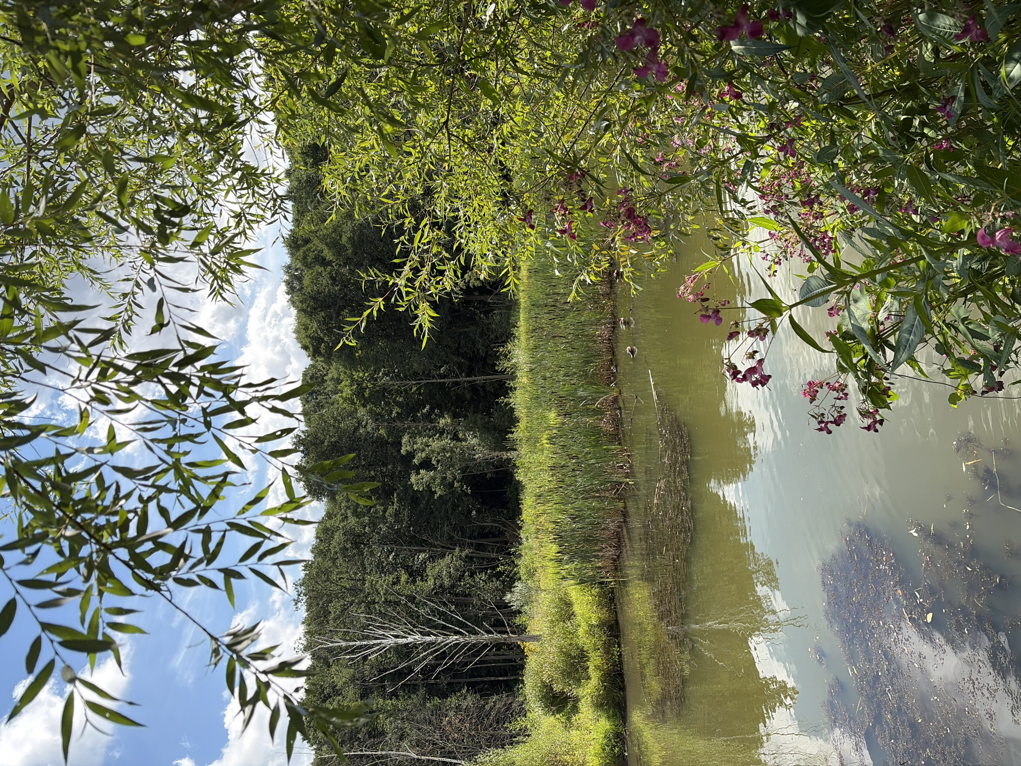 The image depicts a tranquil natural scene near a body of water, possibly a pond or a slow-moving stream. In the foreground, lush green foliage and delicate pink flowers overhang the water, creating a sense of depth and inviting the viewer into the scene. The water itself is a murky green, reflecting the sky and surrounding trees, with patches of dark aquatic vegetation visible beneath the surface. A line of tall, reedy plants forms a natural border along the far bank of the water. Behind the reeds, a dense forest of trees stands tall, with a single, stark white dead tree visible among them, adding a touch of contrast to the otherwise vibrant green landscape. The sky above is a bright blue, dotted with fluffy white clouds, suggesting a pleasant day. Several ducks are visible swimming in the water, adding a touch of life to the otherwise still environment. The scene suggests a quiet, secluded spot, likely in a park or a less developed area. There are no visible human subjects or any signs of urban infrastructure, indicating a natural setting away from the immediate hustle and bustle of city life.