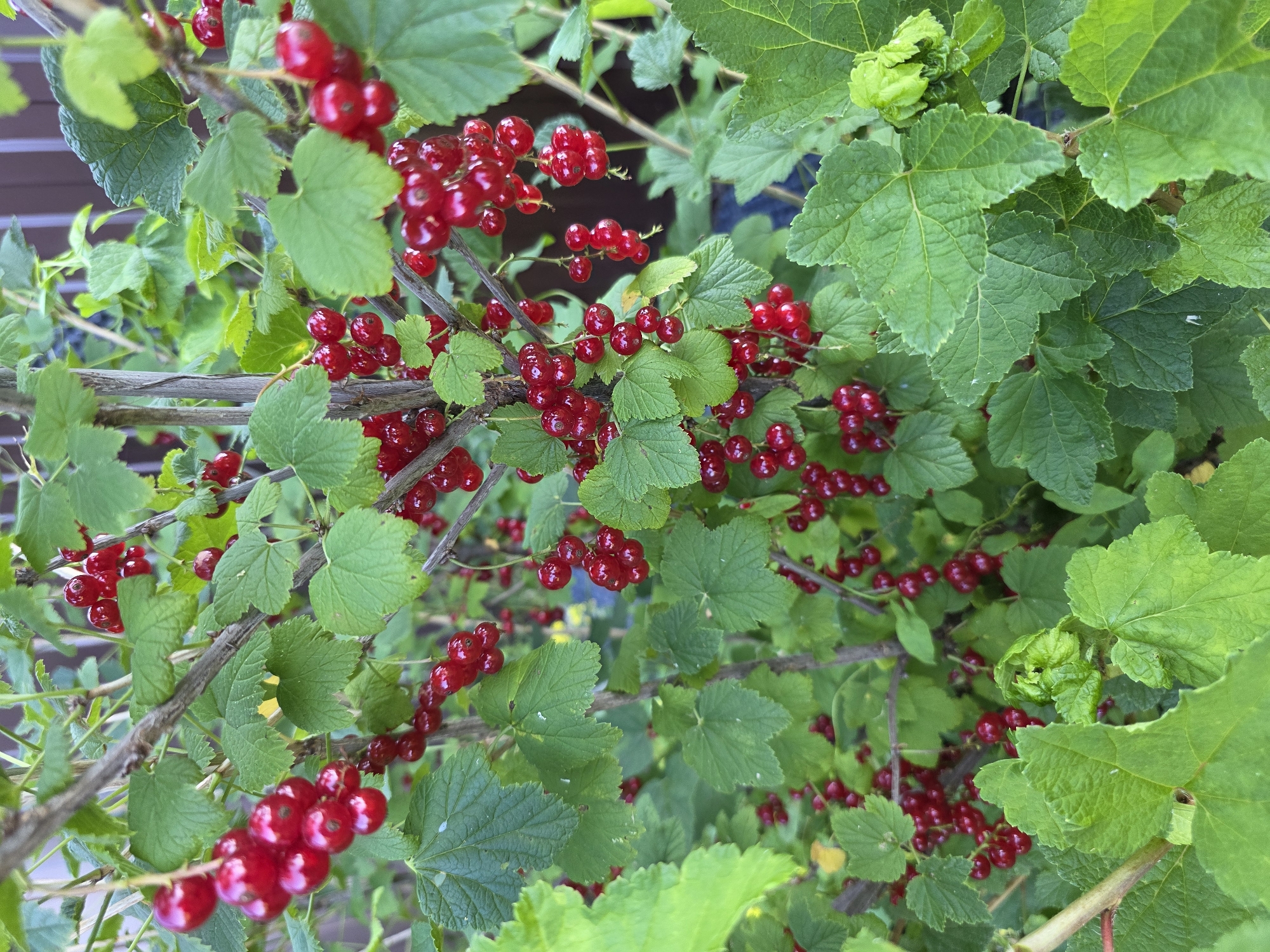 In Bolshiye Kharlushi, Russia, a close-up, eye-level shot captures a mature red currant bush laden with ripe berries. The berries, a vibrant red, are clustered in drooping racemes amidst lush green foliage. The leaves are broad with serrated edges, some showing signs of natural imperfections. The branches of the bush are thin and woody, providing support for the heavy fruit. The background is softly blurred, hinting at a natural outdoor setting with a suggestion of a fence or structure. No people or animals are visible in the frame. The lighting is natural and diffused, indicating an overcast day or shaded area.