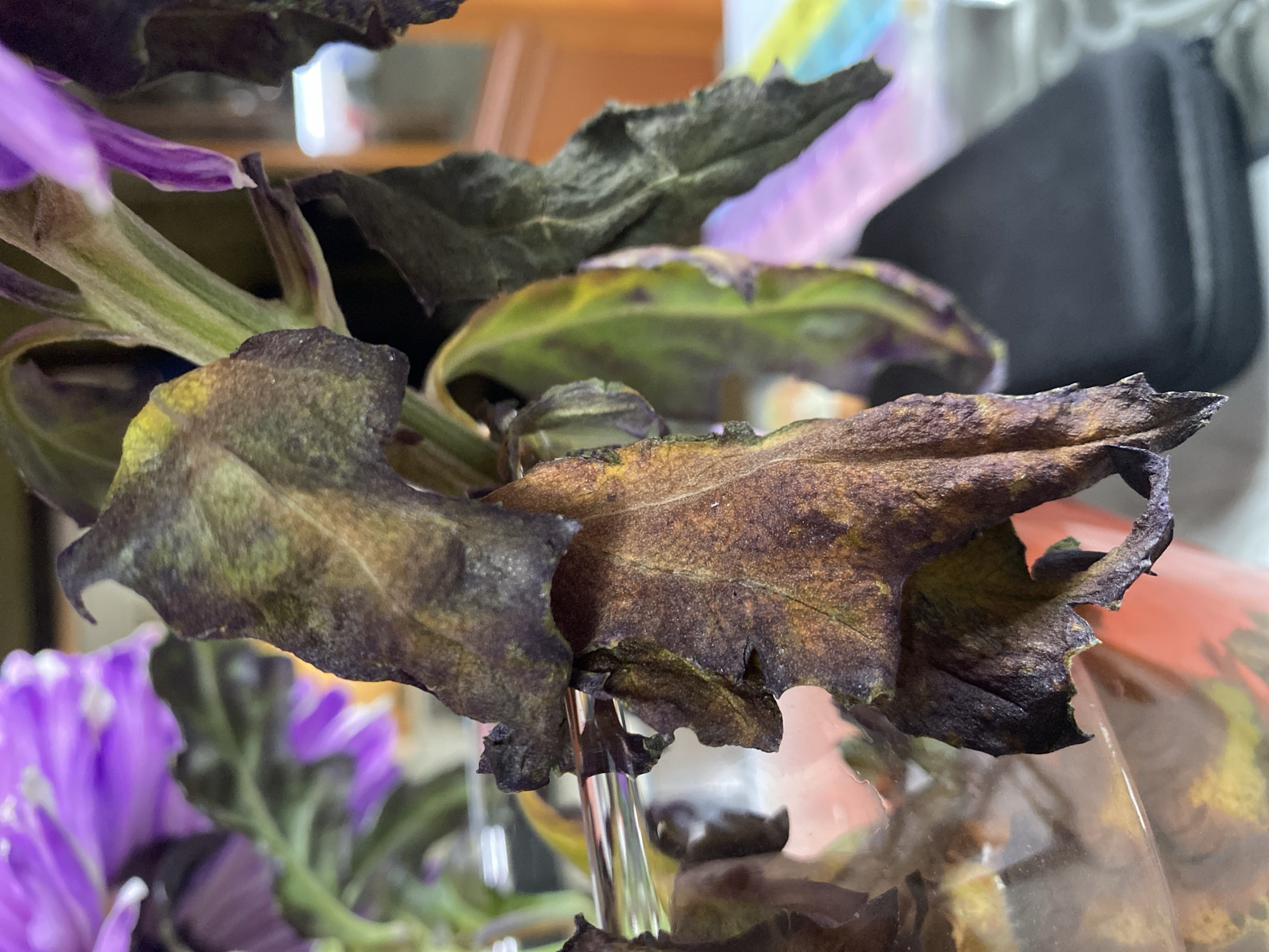The image shows a close-up of wilting plant leaves and purple flowers. The leaves are dry and brittle, with brown and dark purple coloration, indicating they are past their prime. Some leaves have curled edges and appear to be decaying. In the foreground, there are bright purple flowers, some of which appear to be healthy, while others are also showing signs of wilting. The stems of the plant are green and somewhat fibrous. The background is out of focus, but suggests an indoor setting with some colorful objects, possibly other decorative items or plants, and a blurred surface that could be a table or shelf. A thin, metallic object, possibly a drinking straw or part of a vase, is visible amongst the leaves. The lighting appears to be artificial, casting soft shadows. The overall impression is one of a botanical subject nearing the end of its life cycle, contrasted with the vibrant colors of still-living flowers. No people are visible, nor is there any text. The location context of Им. Коняшина Снт, Russia, places this scene in a dacha or garden setting during a time when plants might be naturally succumbing to the end of a growing season or due to lack of care.