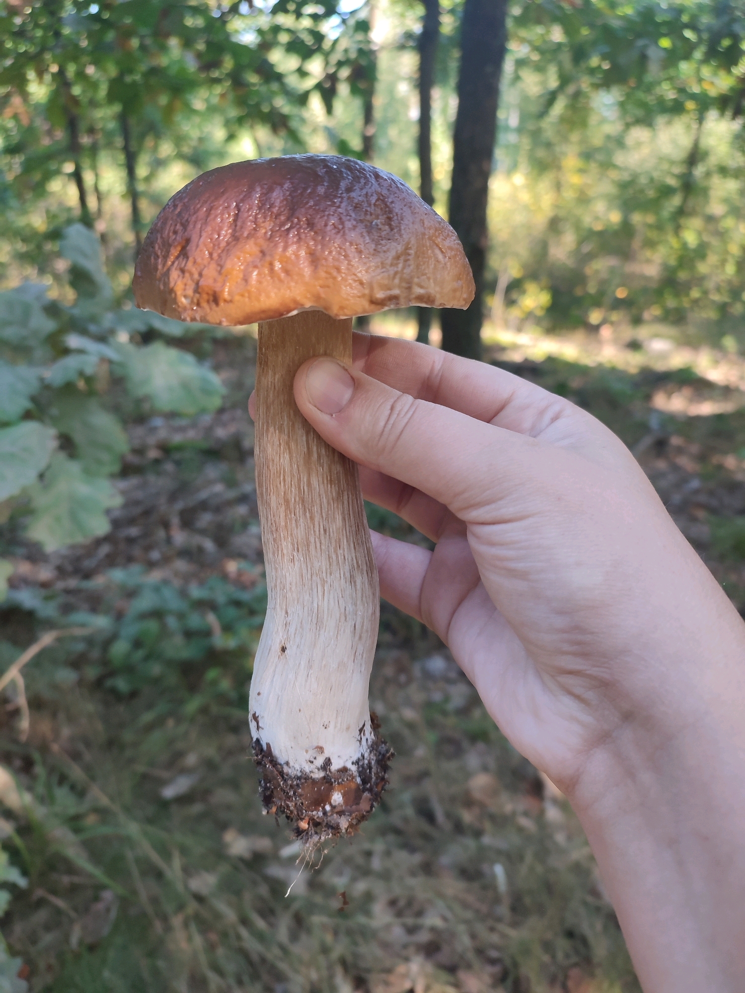 A hand holds a large porcini mushroom with a brown cap and a thick white stem, its base covered in soil and roots. The mushroom is presented vertically, with the cap at the top. The background consists of a blurred forest floor with green foliage and trees, suggesting an outdoor, natural setting. The lighting indicates it is daytime. The scene is devoid of any urban elements, making its location in Novohorodets'ke, Ukraine, highly unlikely based on the visual information alone.