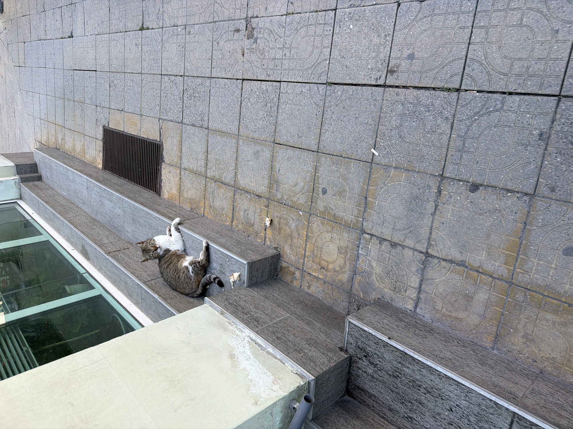 The image shows an outdoor urban scene in Plovdiv, Bulgaria. A grey and white cat is lying on its back on a set of grey tiled steps adjacent to a glass-covered structure, potentially a skylight or entrance to a building. The background consists of grey patterned concrete tiles that form a wall or pavement. A dark grey metal grate is visible on the wall. There are some small pieces of white debris scattered near the cat. A section of a concrete structure is visible at the bottom of the image, potentially part of a building or street furniture.