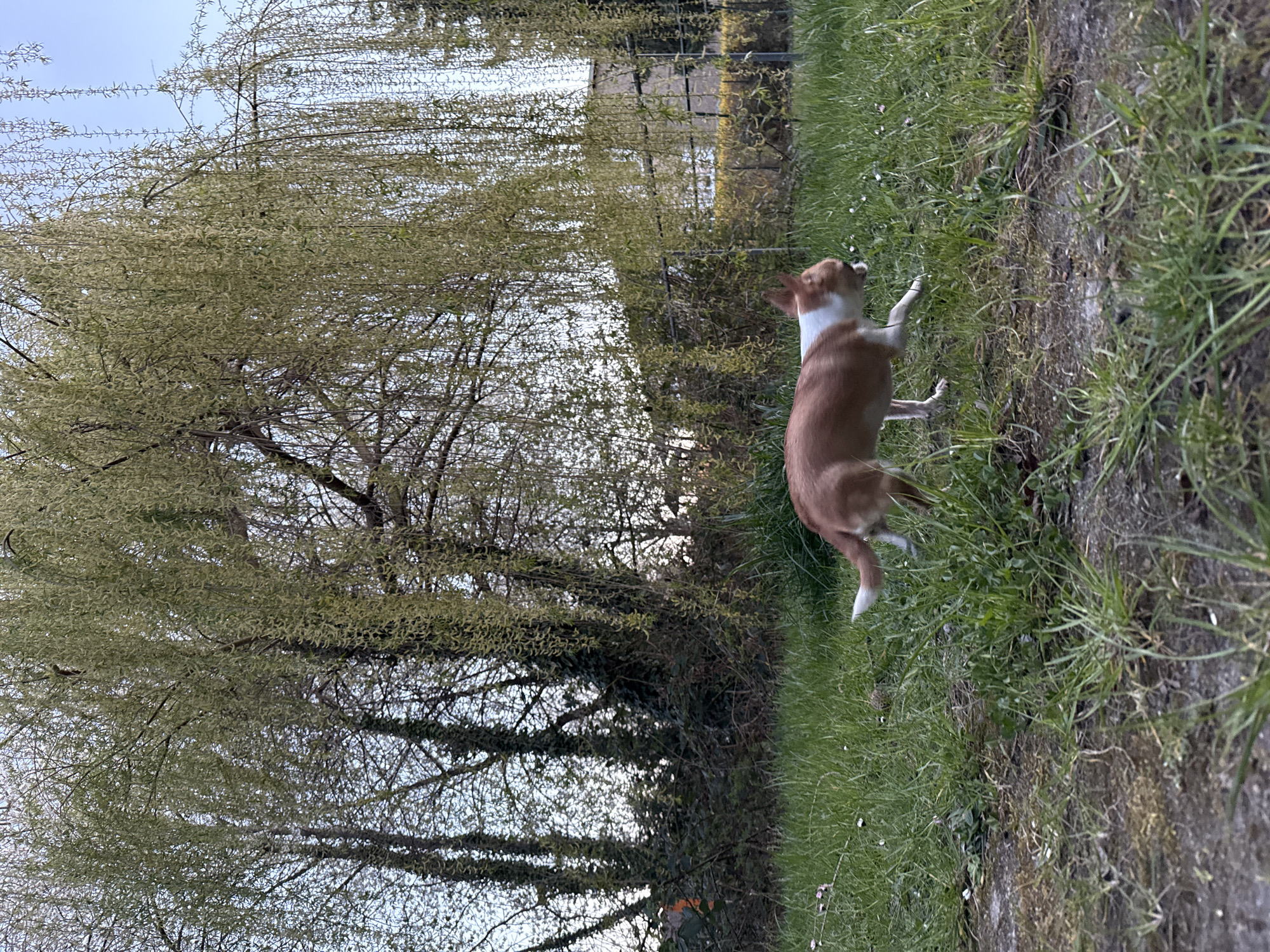 A photograph taken outdoors in Lauchhammer, Germany, shows a brown and white dog standing on green grass. The dog is oriented away from the camera, with its head turned slightly to the left. Behind the dog is a tall, weeping willow tree with light green blossoms. The sky is overcast, and a fence can be seen in the background, suggesting a residential area or park.