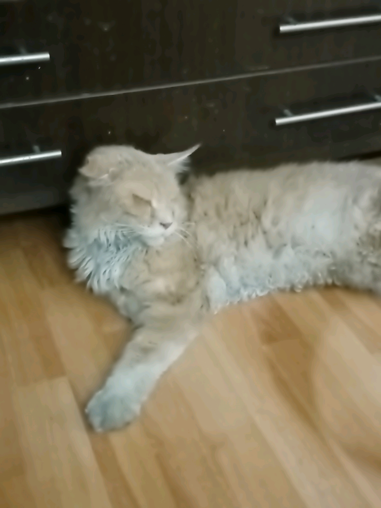 A long-haired, light-colored cat is lying on a wooden floor next to a dark brown cabinet with silver drawer pulls. The cat's eyes are closed, and its fur appears somewhat disheveled. The background is dimly lit and out of focus. There is no indication of the city of Almaty, Kazakhstan, or any other specific location. The image appears to be a still from a video.