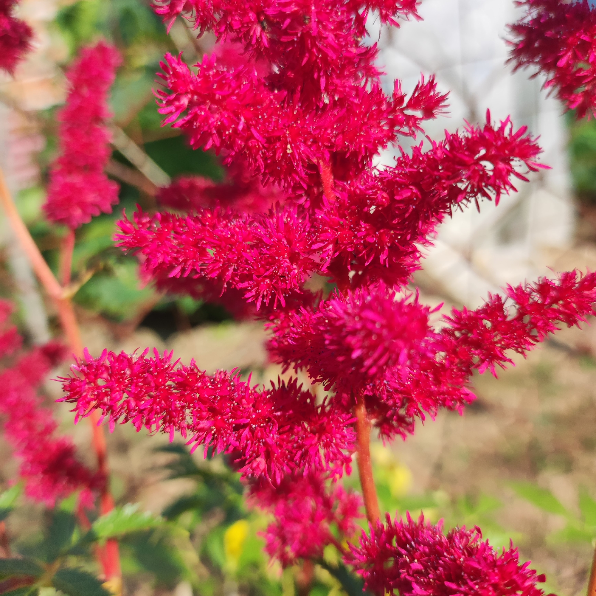 The image is a close-up shot of vibrant pink Astilbe flowers, likely taken in Navoloki, Russia, during the daytime. The flowers are the primary subject, with their feathery plumes dominating the frame. Their color is a deep, rich pink, almost magenta, and they are clustered together on tall stalks. Some of the flowers are in sharp focus, revealing intricate details of their structure, while others are softly blurred in the background, creating a sense of depth. The surrounding environment appears to be a garden or natural setting, with blurred green foliage and hints of light-colored structures in the distance. The lighting suggests it is a bright day, with the sun illuminating the flowers and casting subtle shadows. There are no people or animals visible in the image. The overall impression is one of natural beauty and the delicate intricacies of the flowers.