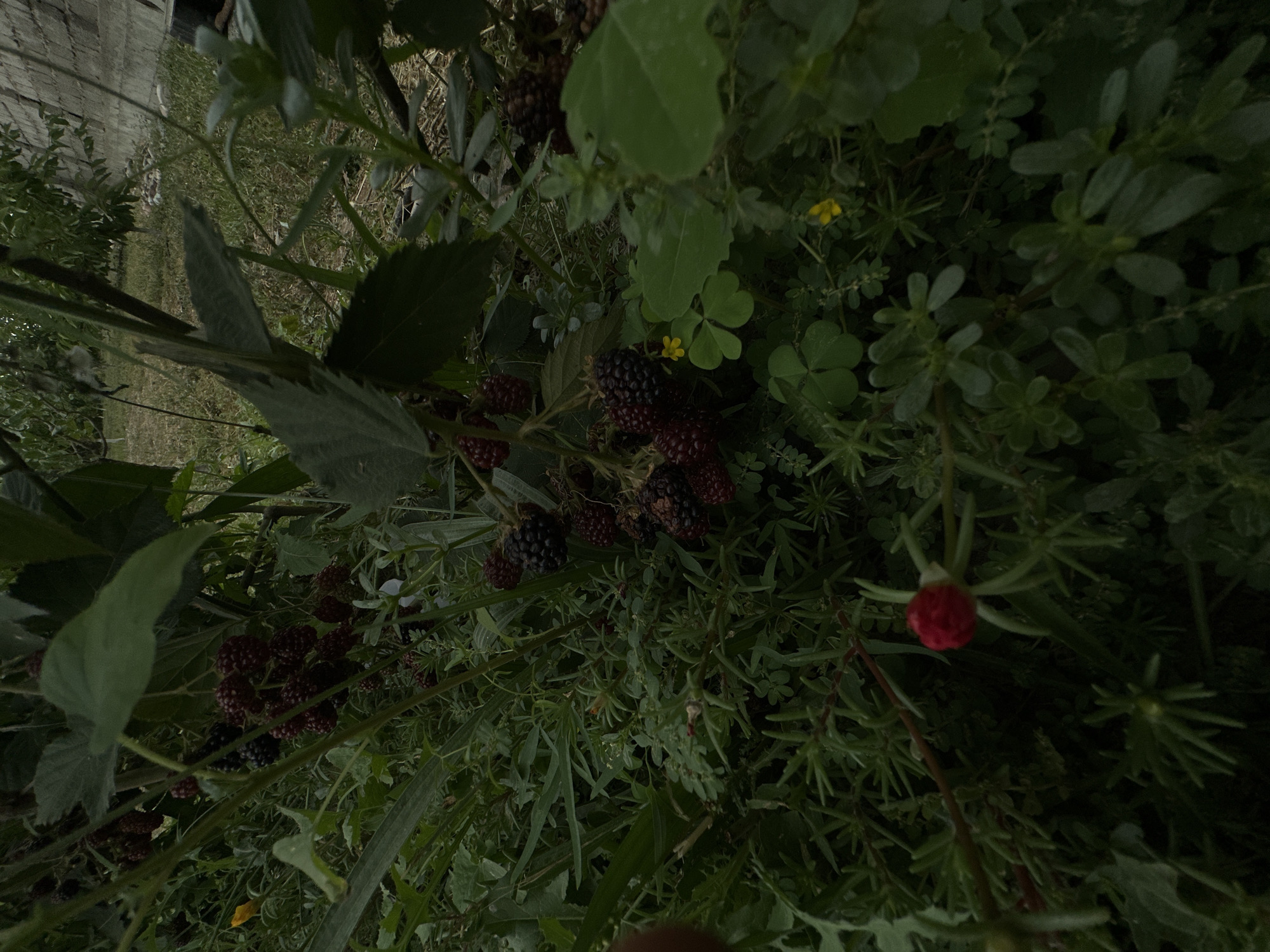 The image depicts a close-up view of blackberry bushes laden with ripe fruit in the city of Jaukashty, Uzbekistan. The blackberries are dark purple and black, clustered on thorny stems, surrounded by lush green leaves and smaller plants. A single red flower bud is also visible in the foreground. The background is out of focus, showing grass, a stone wall, and trees, suggesting an outdoor setting, likely a garden or rural area.