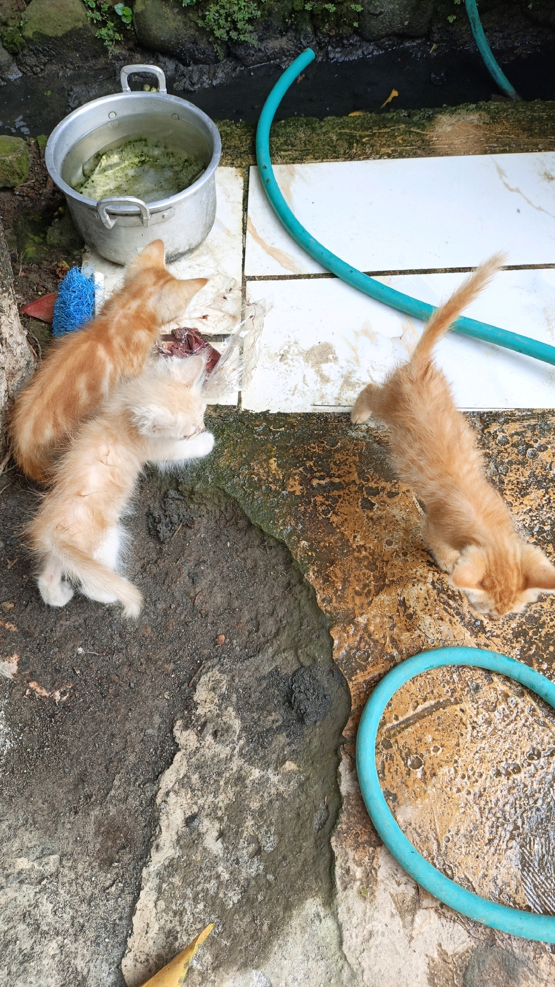 The image shows three orange tabby kittens in an outdoor environment, possibly a backyard or alleyway in Cikal, Indonesia. Two kittens are gathered around a piece of raw meat, with one actively eating it. The third kitten is positioned further away, facing a turquoise garden hose coiled on the ground. In the background, a large metal pot filled with green water sits near some vegetation and moss-covered rocks. The ground surface appears to be a mix of dirt, concrete, and possibly some wet, discolored patches. The overall scene suggests a somewhat unkempt and rustic setting.