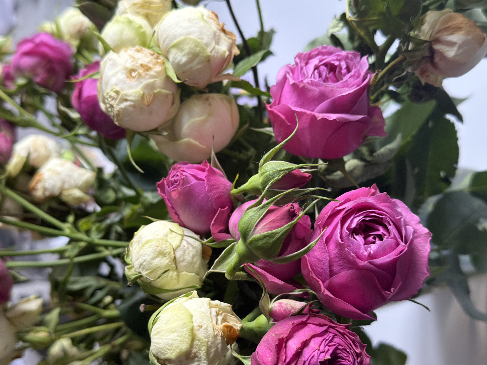 The image presents a close-up view of a mixed bouquet of roses, predominantly featuring two distinct color palettes: vibrant magenta/fuchsia and pale, off-white/light yellow. The flowers are densely clustered, showcasing various stages of bloom, from tightly closed buds to fully opened blossoms.
Many of the roses are a rich, deep magenta, with their intricate petals clearly visible. Some of these fuchsia roses appear fresh, while others, particularly those in the background and at the edges of the frame, show early signs of wilting or drying at their petal tips. Contrasting with these are numerous off-white roses, which largely exhibit noticeable signs of aging; their outer petals are often browned, dried, and slightly curled, giving them a slightly antique or weathered appearance. Several green rosebuds are also interspersed throughout the arrangement, some beginning to reveal hints of pink or white.
Green stems and leaves provide a natural backdrop and structure to the bouquet. The overall impression is one of natural beauty, capturing both the vibrancy of fresh blooms and the subtle decline of older ones. The background is softly blurred, suggesting a shallow depth of field and an indoor setting, possibly against a light-colored wall or near a window, with bright, natural lighting indicative of daytime. There is no specific activity depicted, nor is any text visible in the image. While the image itself does not contain explicit geographical cues, the provided context indicates the photograph was taken in Yerevan, Armenia.