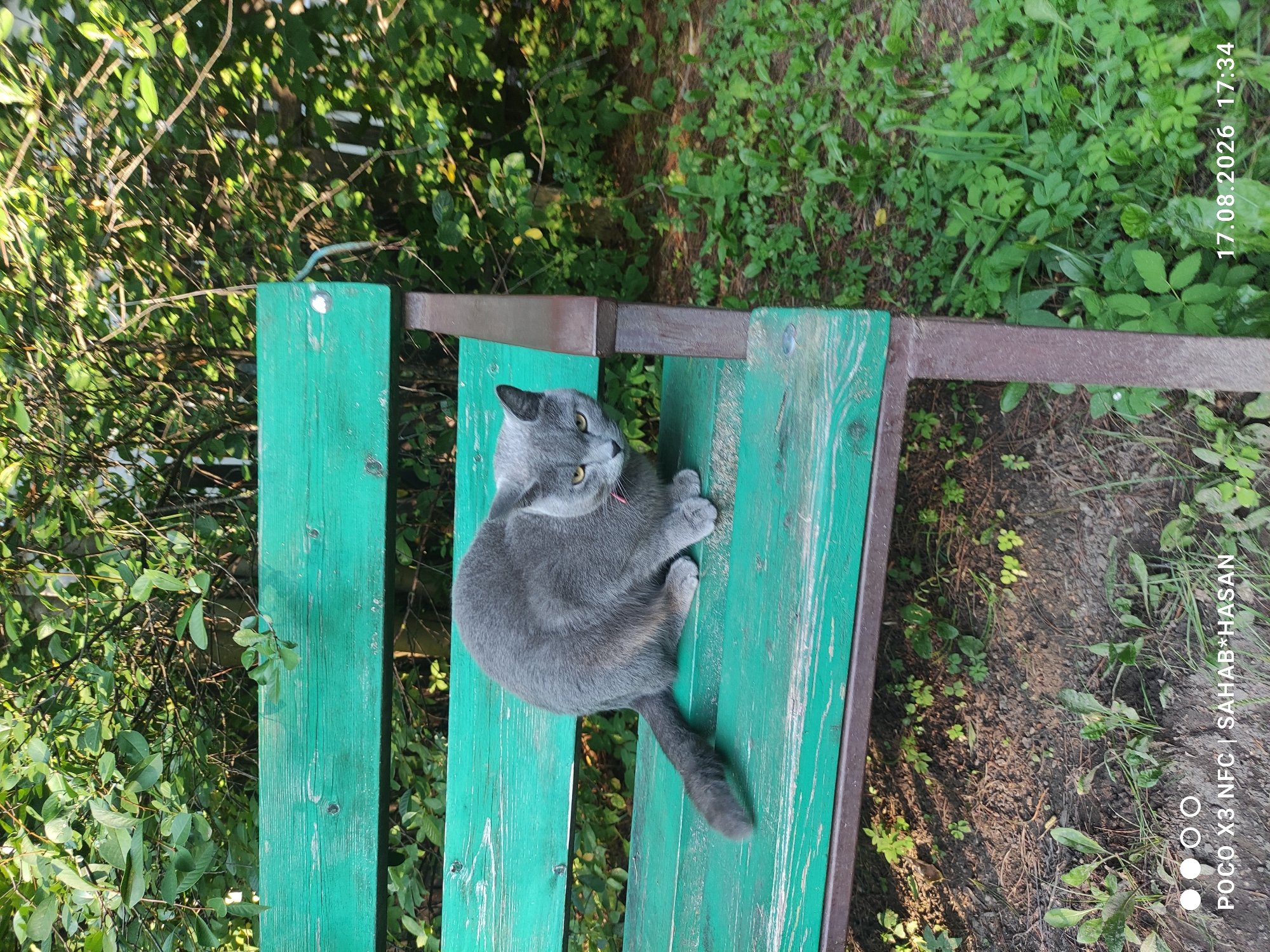 A grey cat with yellow eyes is sitting on a weathered, green wooden park bench. The bench has a dark metal frame and is surrounded by lush green foliage and dry ground. The cat is facing towards the right of the frame, with its tail curled around its body. The background consists of dense green leaves and branches, indicating an outdoor, possibly wooded or park-like setting. A timestamp "17.08.2026 17:34" and a watermark "POCO X3 NFC | SAHAB*HASAN" are visible in the bottom right and left corners respectively. The scene is well-lit, suggesting it was taken during daylight hours. There are no people visible in the image. The specific location of Kostroma, Russia is not depicted or suggested by any visual cues in the image.
