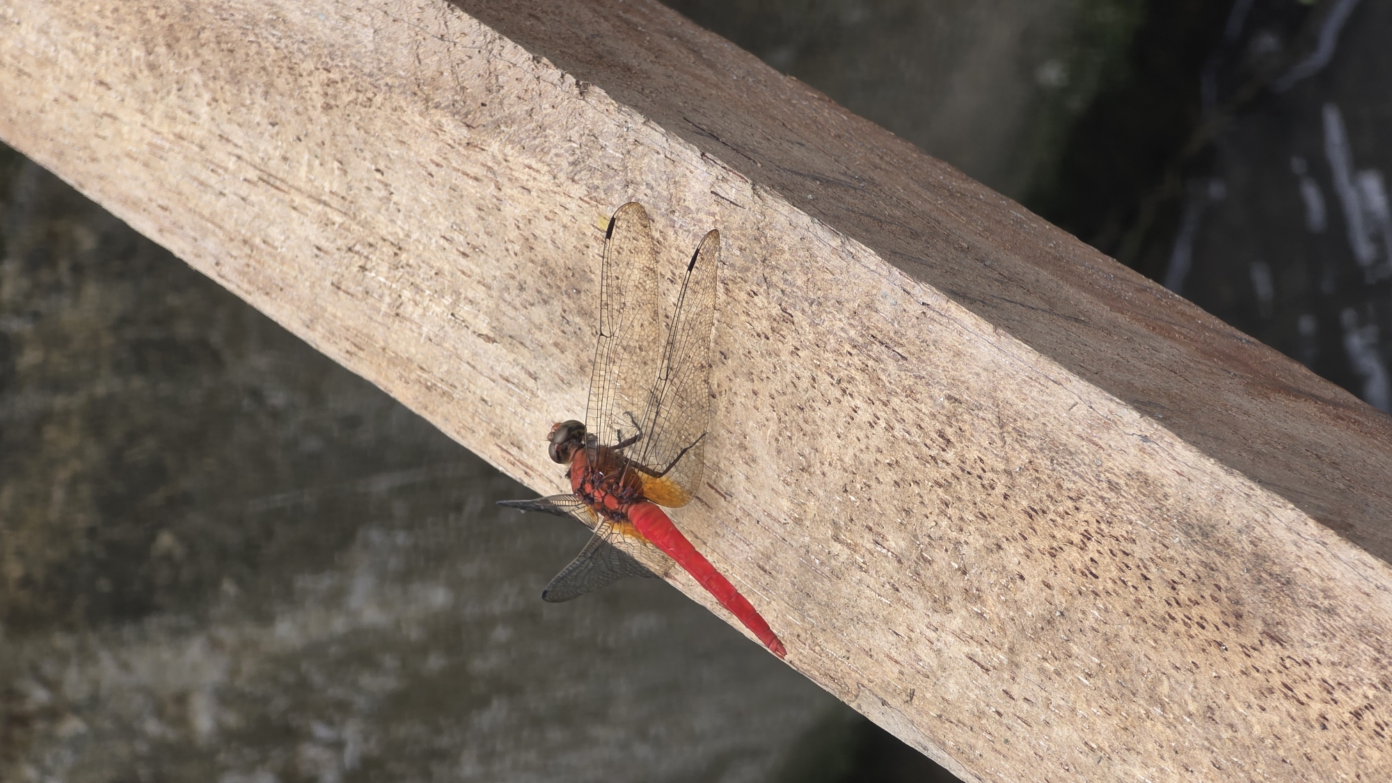 A red dragonfly rests on a light-brown wooden plank. The plank is rough-hewn, with visible wood grain. The dragonfly has a red body and tail, with translucent wings. One wing is partially obscured. The background shows a blurry gray surface, possibly water or concrete.
I have no information that the location is in the city of Lhokseumawe, Indonesia.