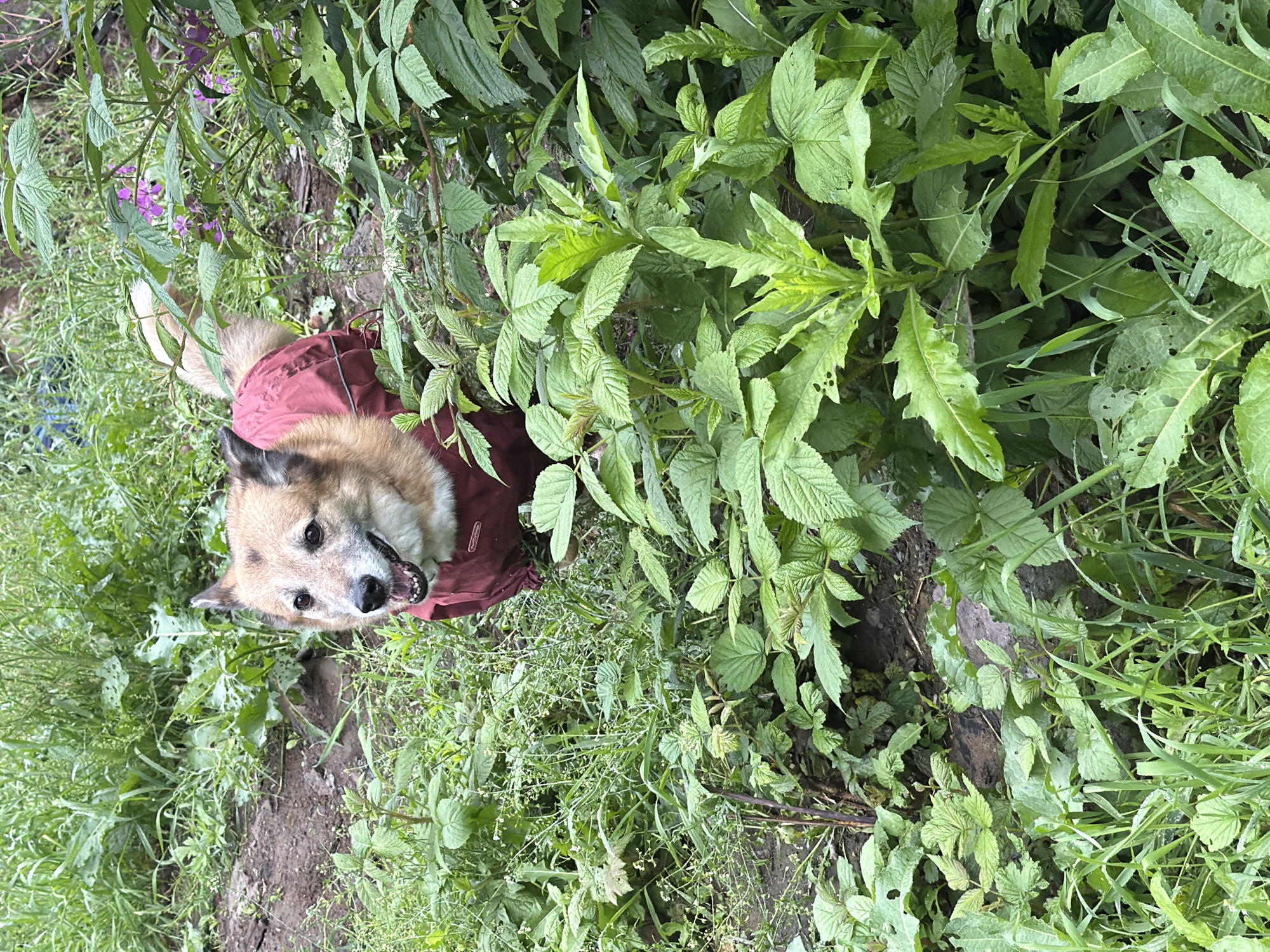 The image shows a medium-sized dog wearing a red vest, standing in a natural environment with lush green foliage. The dog's fur is a mix of tan and brown, with dark accents around its eyes and ears. It appears to be looking to its left, with its mouth slightly open, panting or smiling. The dog is surrounded by various green plants, some with broad leaves and others with thinner, grass-like blades. In the background, more dense vegetation is visible, including some taller plants and possibly a dirt path. There are also hints of purple flowers amidst the greenery. The overall impression is that of a dog exploring a semi-wild area. The image does not provide any specific landmarks or clues to pinpoint a location within Petropavlovsk-Kamchatsky, Russia.