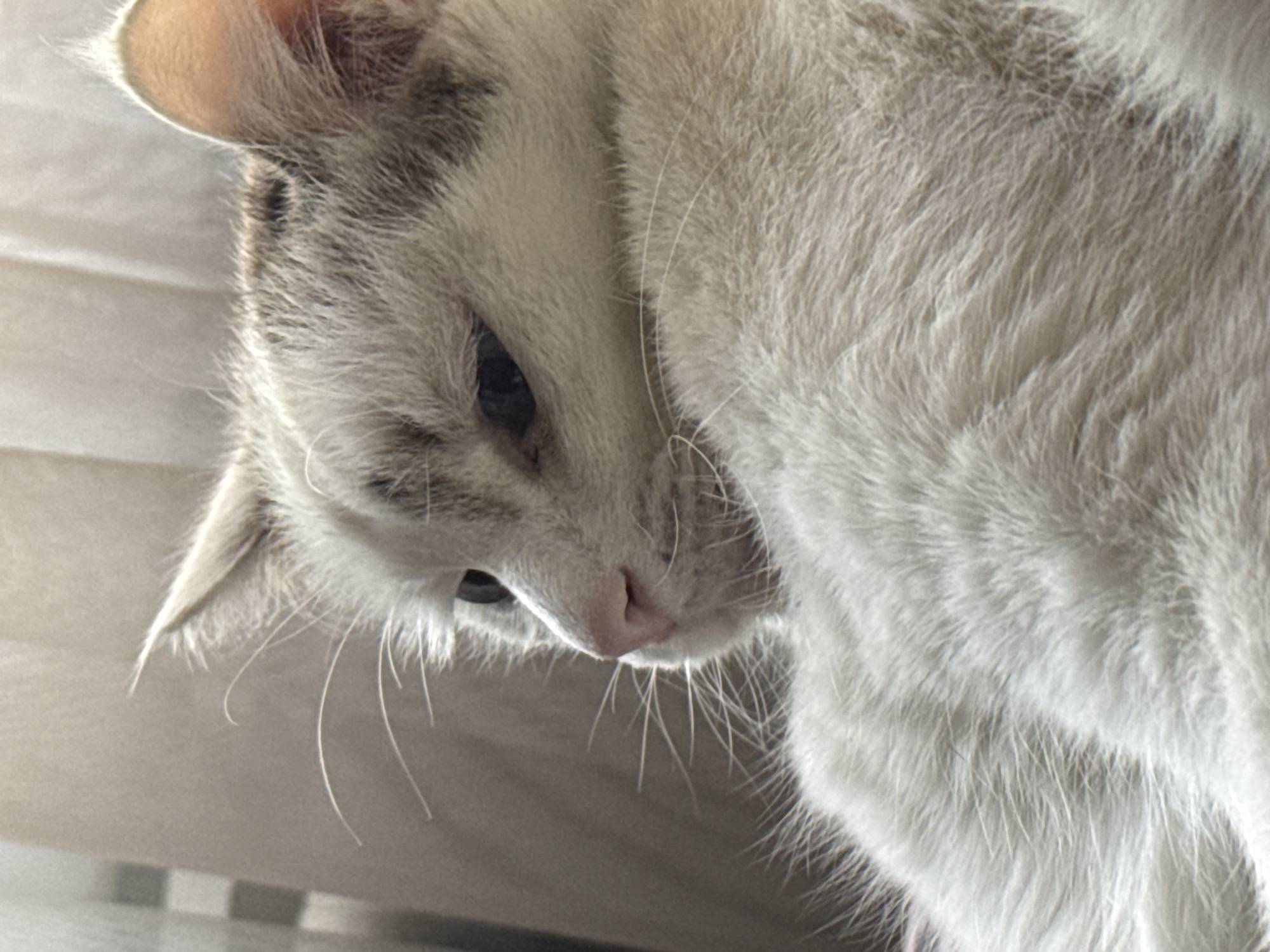 A close-up, eye-level, indoor shot captures a domestic cat's head and upper body, angled to the left. The cat has white fur with subtle tabby markings on its head and ears. Its eyes are partially closed, and its pink nose is prominent. Long white whiskers extend from its face. The background features soft, diffused light filtering through what appears to be a sheer curtain. There are no people or indications of the city of Bishkek, Kyrgyzstan present in the image.
