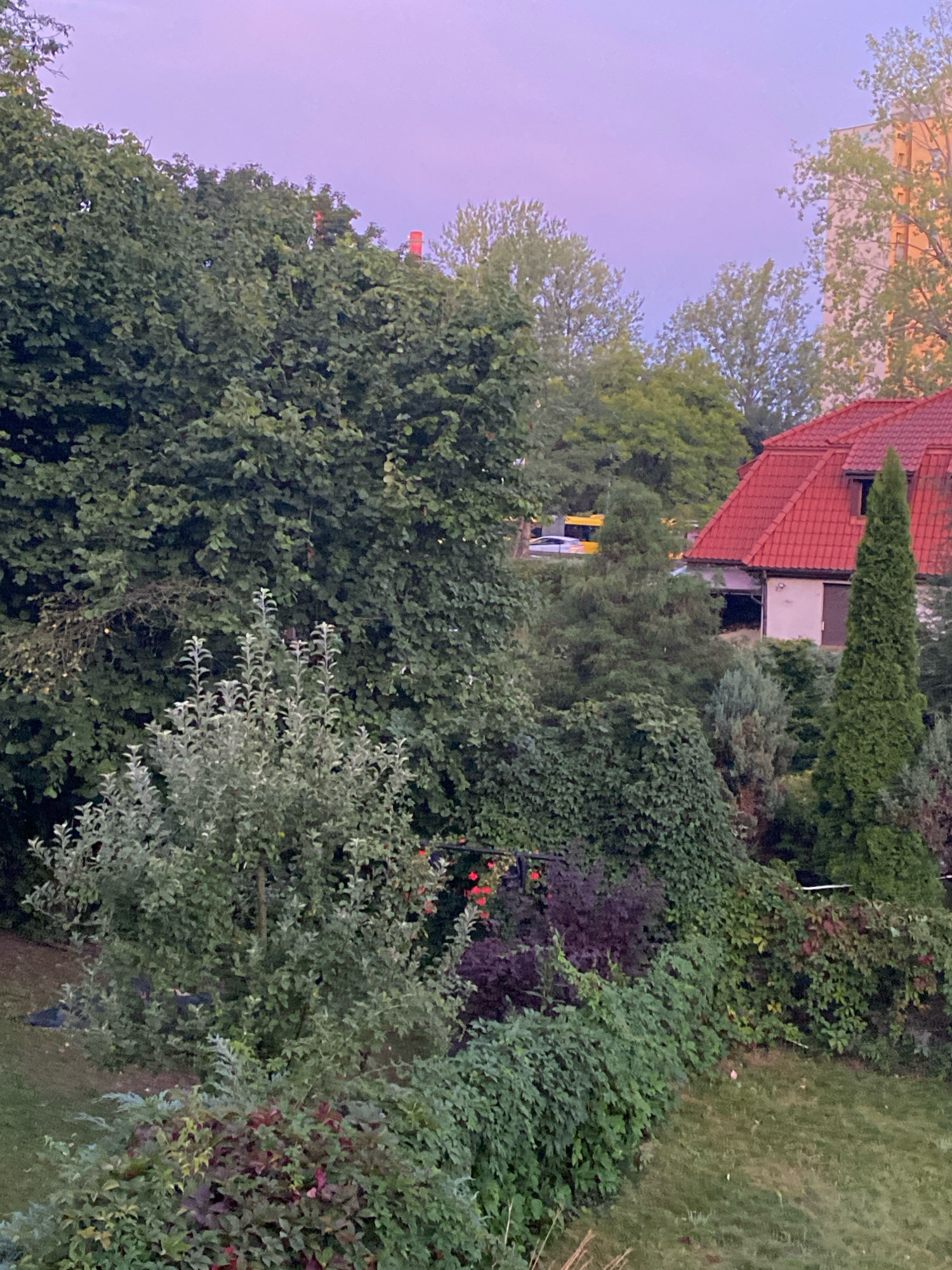This image depicts a view from a window in Katowice, Poland, overlooking a residential area with lush greenery and buildings. The sky is a soft gradient of pink and purple, suggesting either dawn or dusk. A prominent feature is a dense collection of trees and bushes in the foreground and mid-ground, creating a verdant, somewhat overgrown garden.
To the right of the frame, a portion of a building with a bright red tiled roof is visible. It appears to be a house or a smaller apartment building. Adjacent to this building, a tall, slender evergreen tree stands out. Further in the background, a taller, light-colored building is partially obscured by trees.
In the street area, a yellow vehicle, possibly a bus or van, is seen driving past. The overall impression is a peaceful, natural scene within an urban setting. The specific location within Katowice is not discernible from the image alone, but the presence of residential buildings and a street indicates an urban environment.