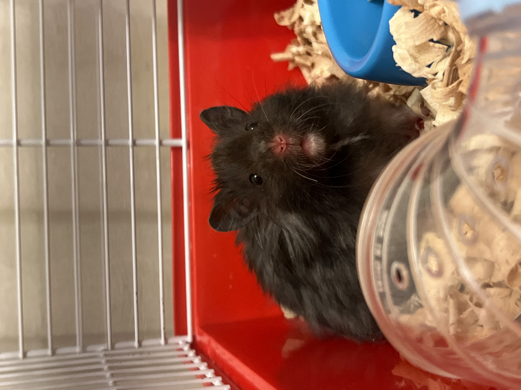 A black hamster with fluffy fur is sitting in a red plastic cage filled with wood shavings. The hamster is facing the camera and has large, dark eyes, small ears, and a pink nose. In the foreground, a clear plastic tube with air holes is visible. To the right, a blue food bowl is partially visible. The cage has white wire bars on top. The background appears to be a plain wall. The image is well-lit and in focus.