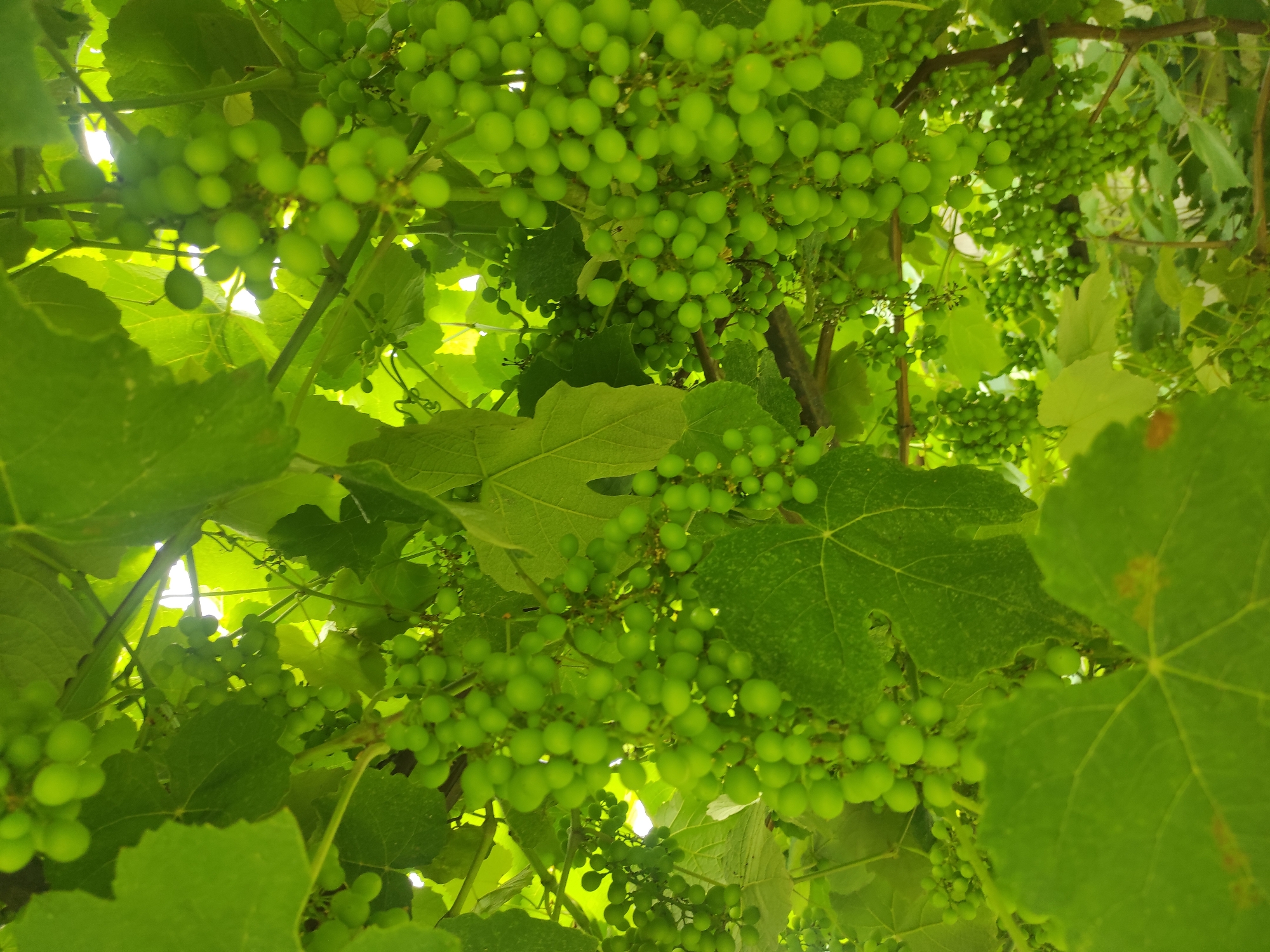 The image is an eye-level, medium shot of unripe green grapes hanging from vines. Large, green grape leaves surround the clusters of grapes, which are the primary subject. The scene is illuminated by natural light filtering through the foliage. The location is specified as Alkhan-Yurt, Russia, implying an outdoor setting, likely a vineyard or garden. There are no people or animals visible in the image. The focus is on the natural growth of the grapes and the surrounding plant life.
