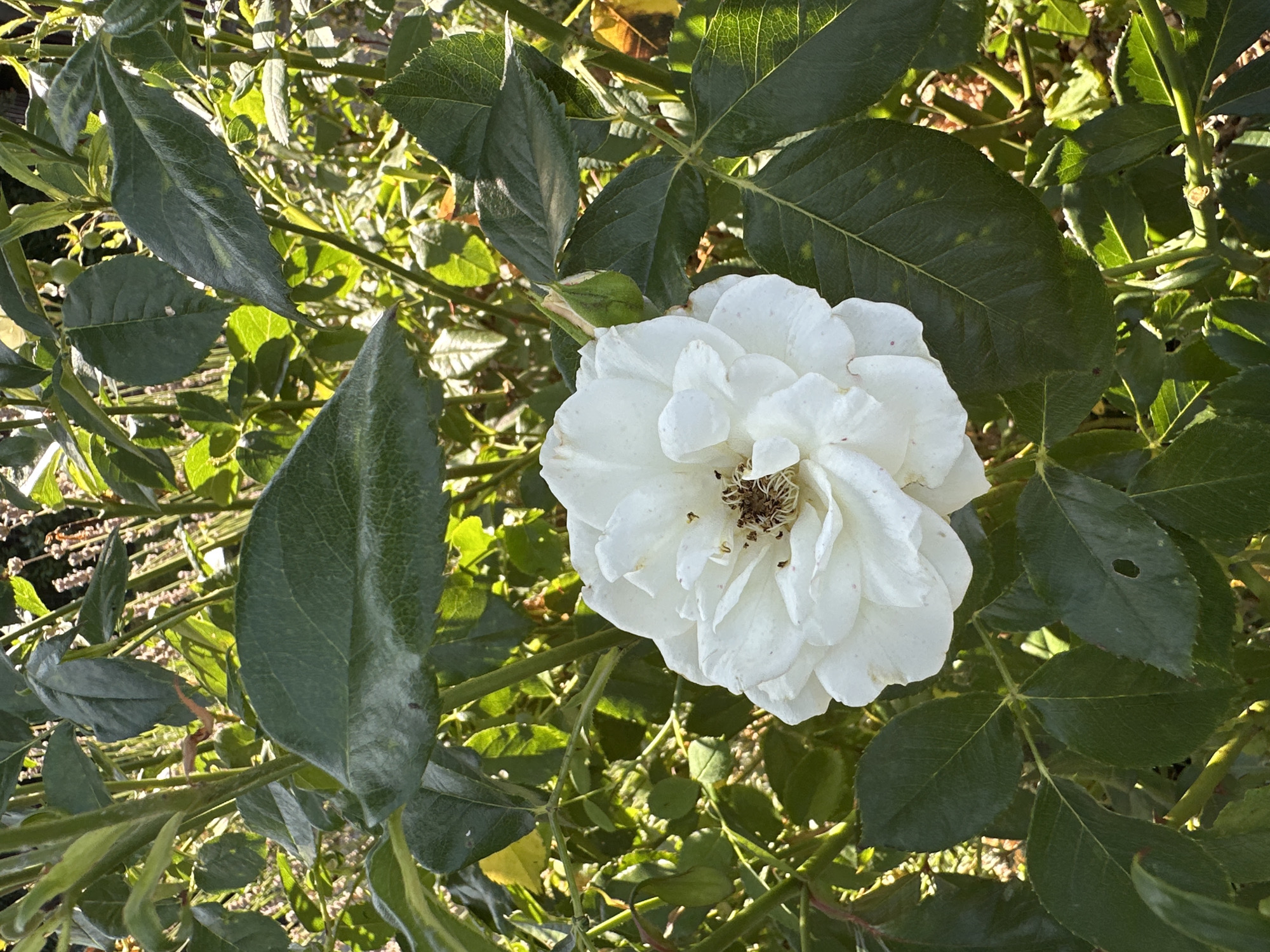 A close-up, eye-level shot focuses on a fully bloomed white rose nestled amongst lush green foliage in an outdoor setting. The rose, with its ruffled petals and visible stamens, is positioned slightly off-center to the left. Sunlight filters through the leaves, casting dappled shadows and highlighting the textures of the petals and foliage. A small, green rosebud is visible to the left of the main bloom. The background is a dense arrangement of green leaves and stems, with hints of dry, brown vegetation and soft light in the distance. The image appears to have been taken in a garden or park environment within the city of Krefeld, Germany, likely during daylight hours. No people are present in the frame, and no specific actions or interactions are depicted.