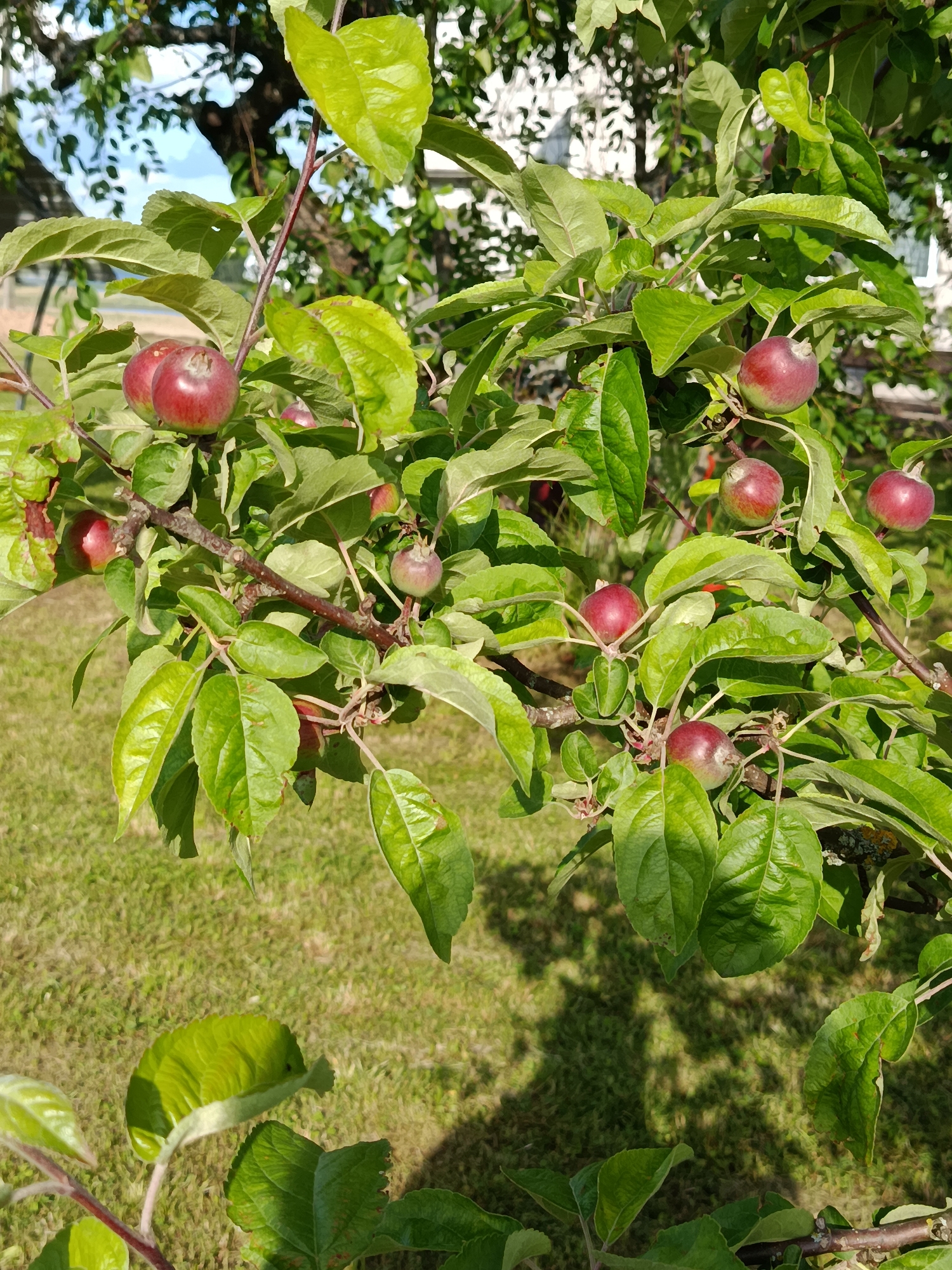 In the provided image, a close-up view of an apple tree branch showcases several small, red apples amidst lush green leaves. The apples vary slightly in ripeness, with some exhibiting a deeper red hue and others appearing more green-red. The branch itself is woody with a reddish-brown bark, and smaller twigs extend to support the fruit and foliage. The background consists of a blurred green lawn, indicating an outdoor setting. Sunlight dapples through the leaves, casting shadows on the grass. The overall impression is of a healthy, fruit-bearing tree in a natural or garden environment. The location is specified as Слабодкаўскі сельскі Савет, Belarus.